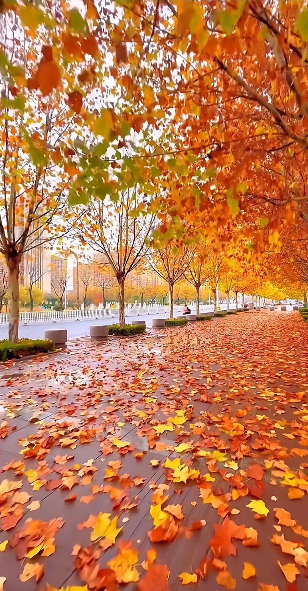 秋天公园里的小路上铺满了枫叶,走着走着,脚边就是沙沙的响声,像是大