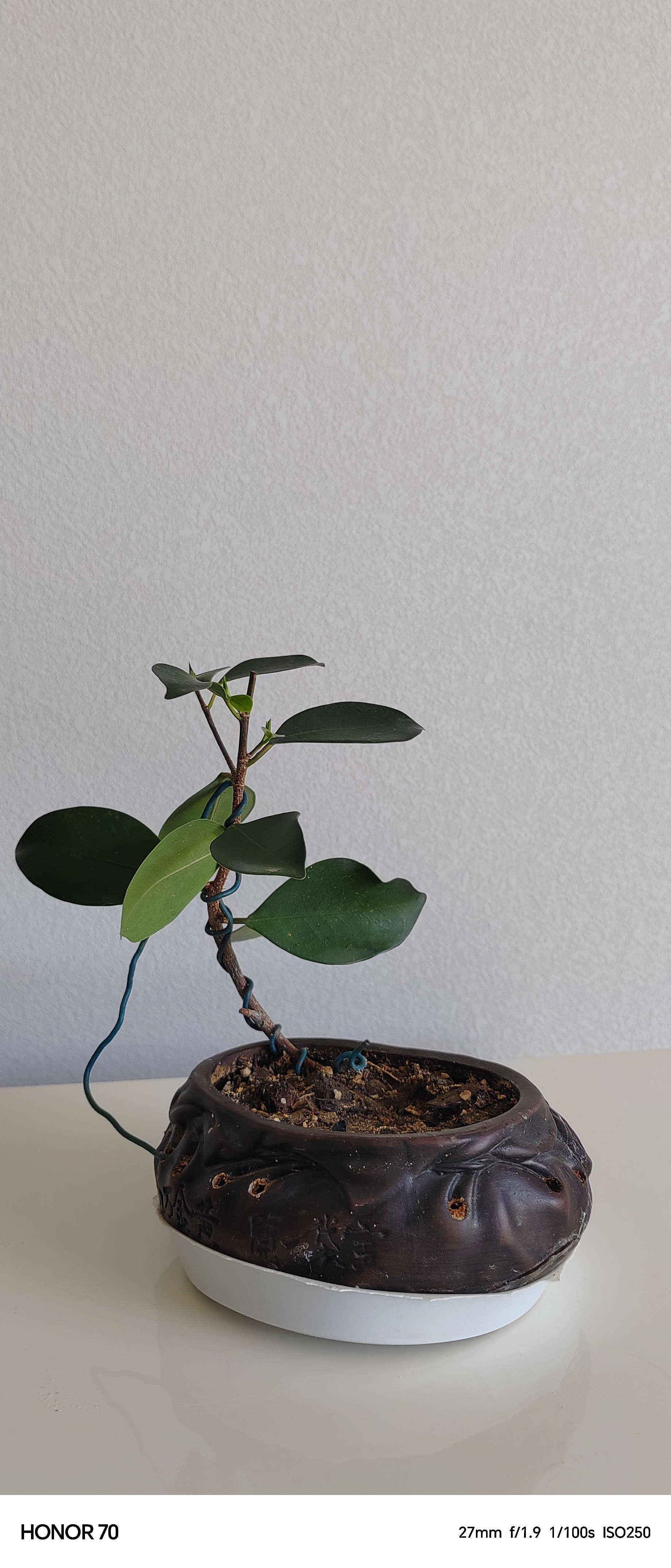 榕树扦插成活的小盆景!