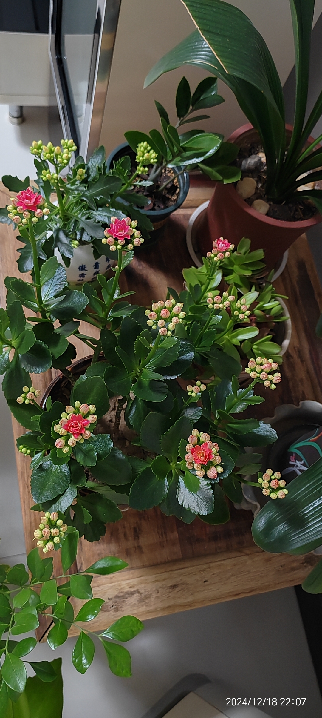 长寿花的图片