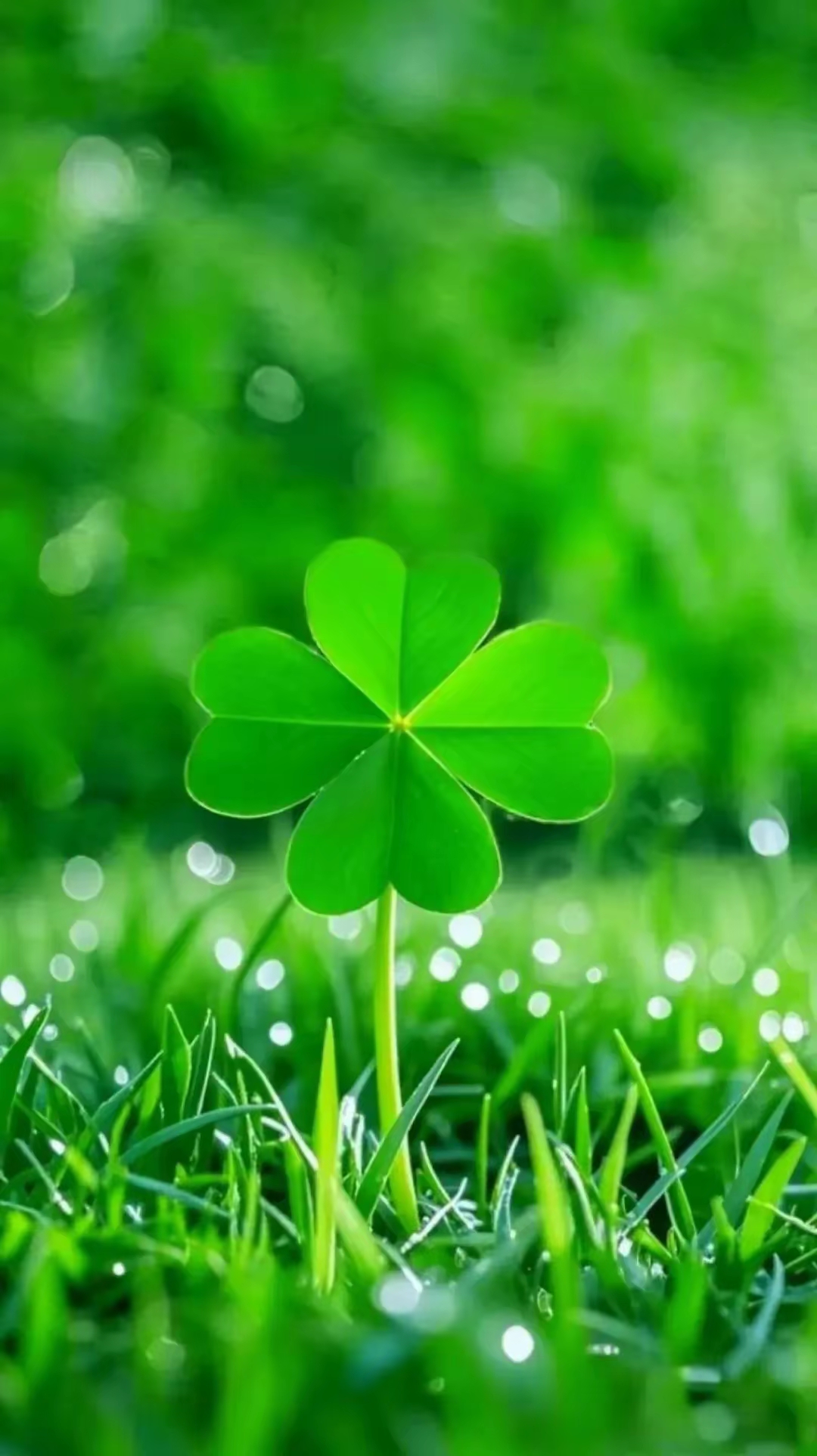 绿色养眼的手机背景图片,做壁纸屏保手机背景墙的首选图片,预防眼睛