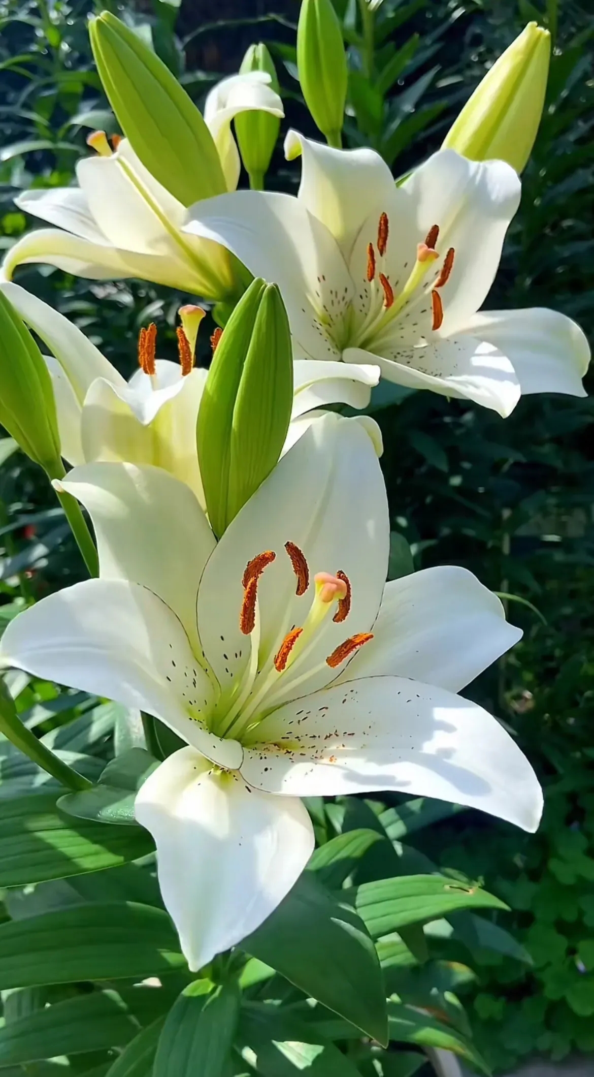 漂亮的百合花图片图片