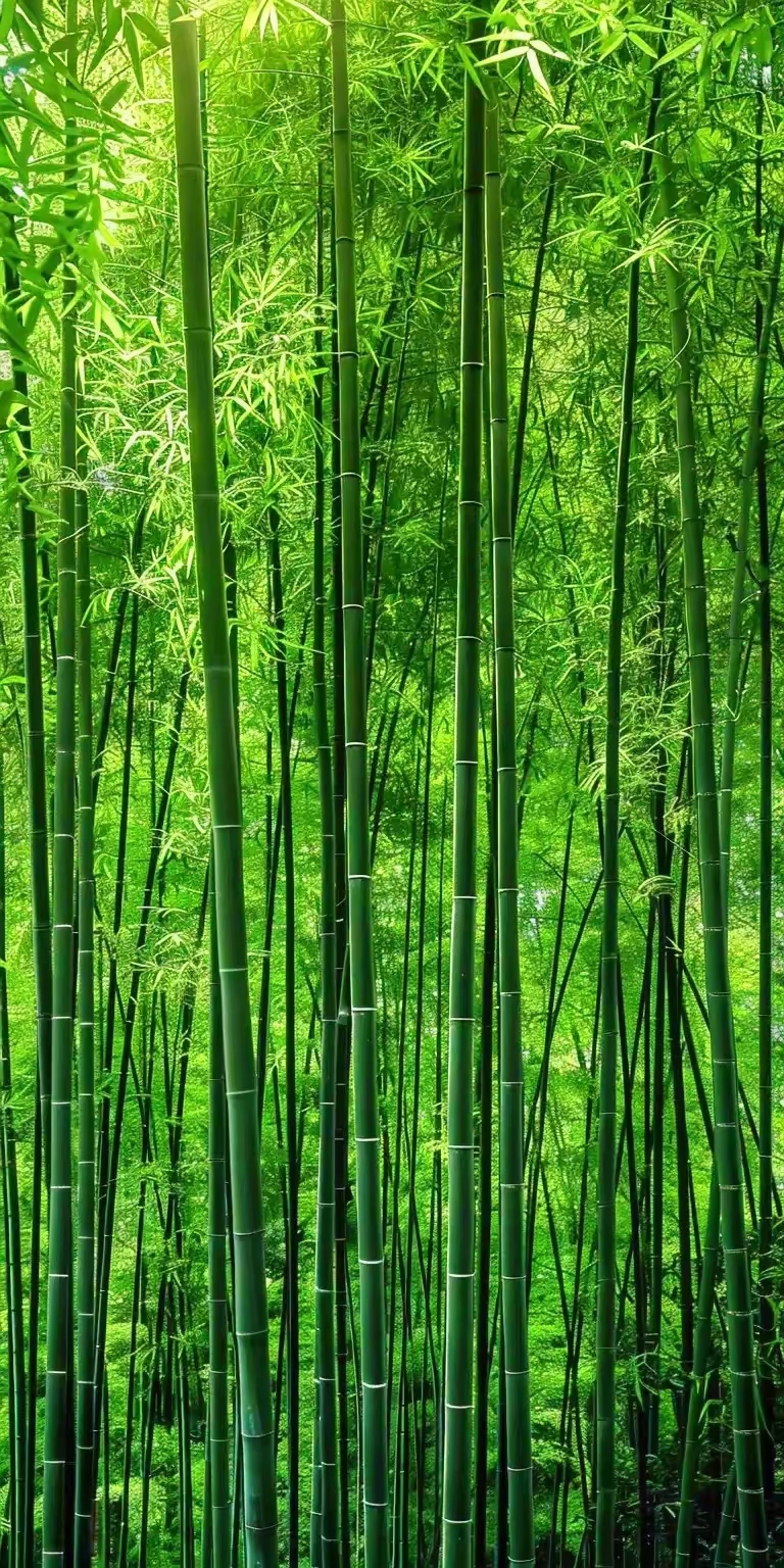 翠竹高清晰壁纸屏保手机背景图片!