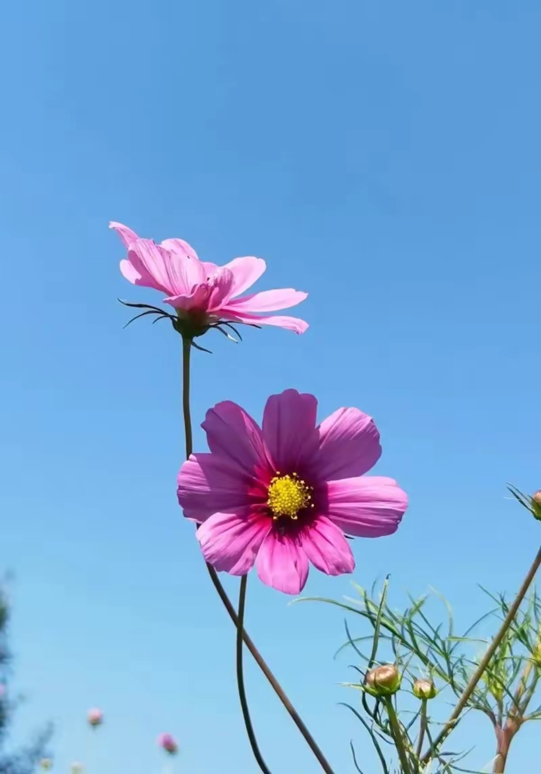 漂亮的格桑花图片