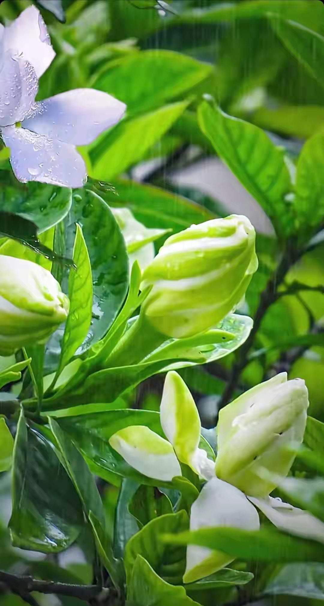 漂亮的栀子花图片!