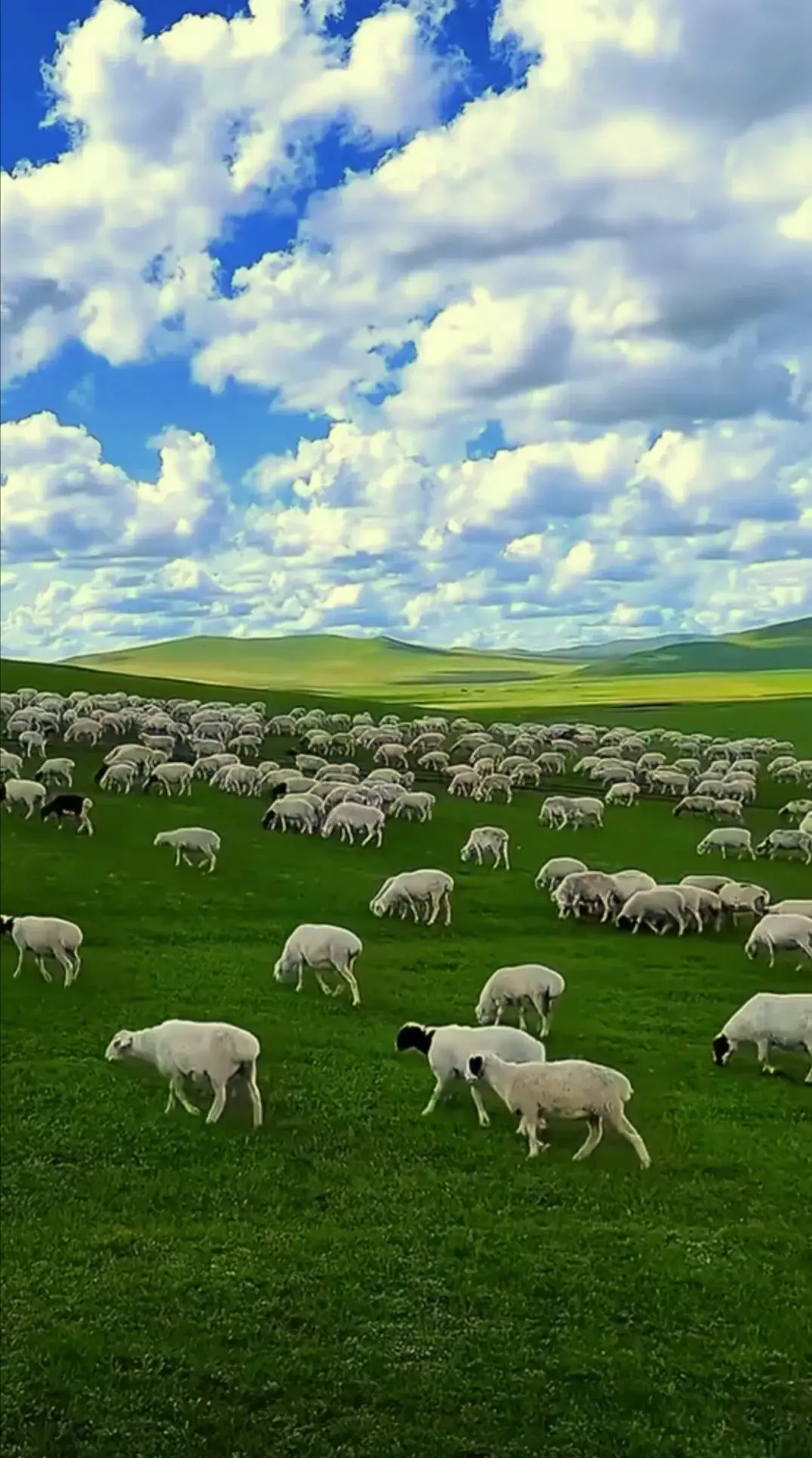 天地合一的草原,鲜花盛开,成群结队的牛羊自由自在的放牧在草原上