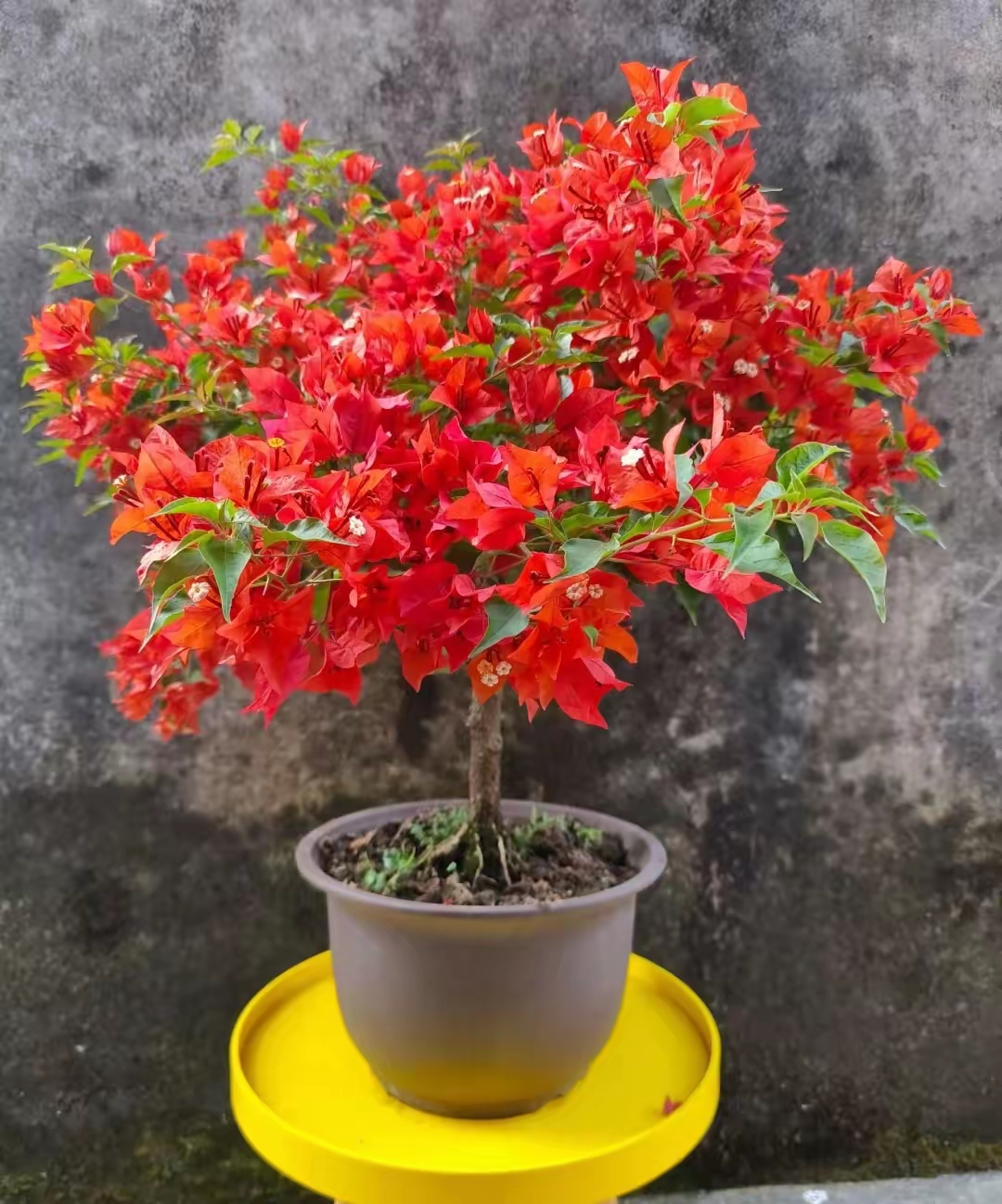 三角梅热火桑巴图片!