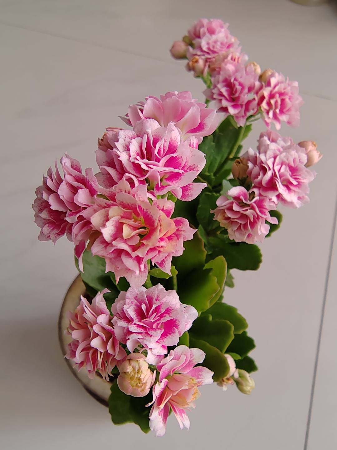 花开似牡丹一层接着一层,干净靓丽淡雅的长寿花图片!