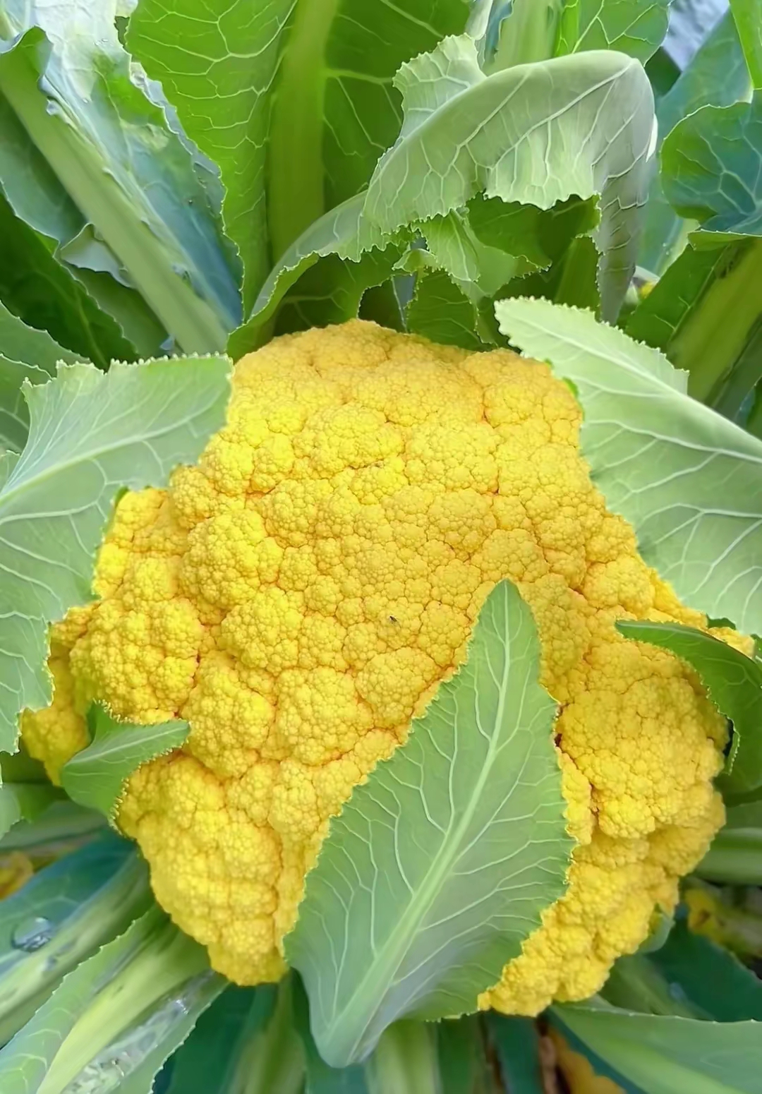 带颜色的菜花图片!这粉色的好吃吗?