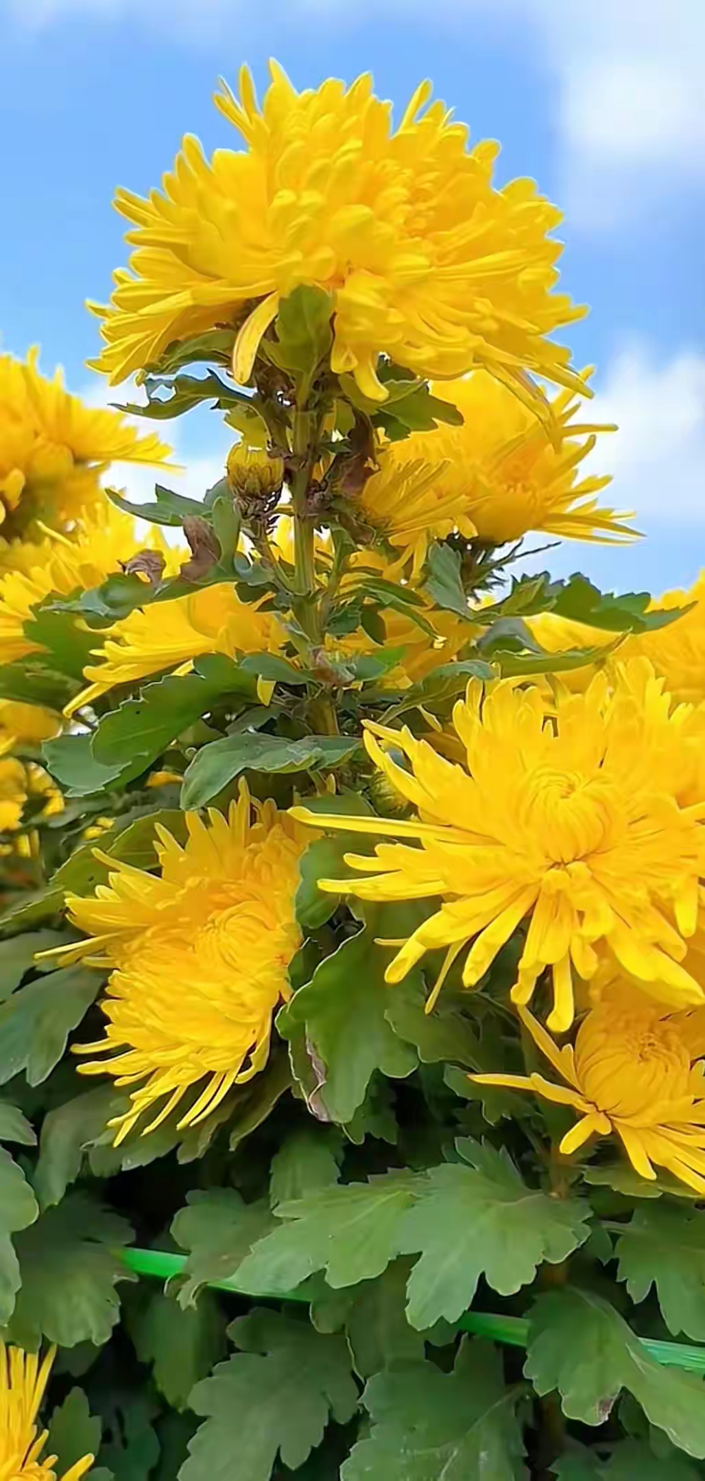 菊花的样子颜色图片