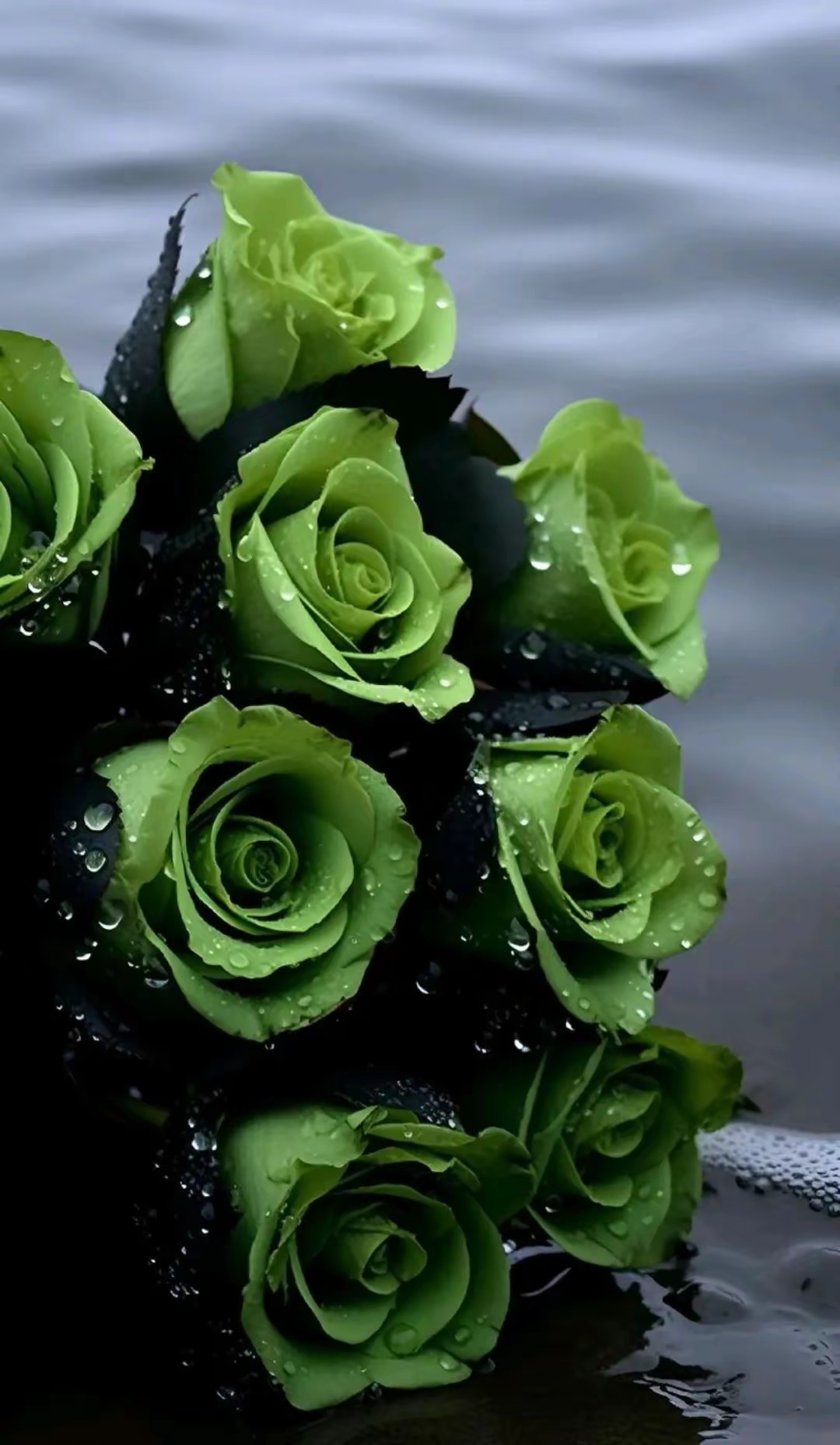 绿色的玫瑰还是第一次看到,太漂亮啦!做屏保没的说,收藏!