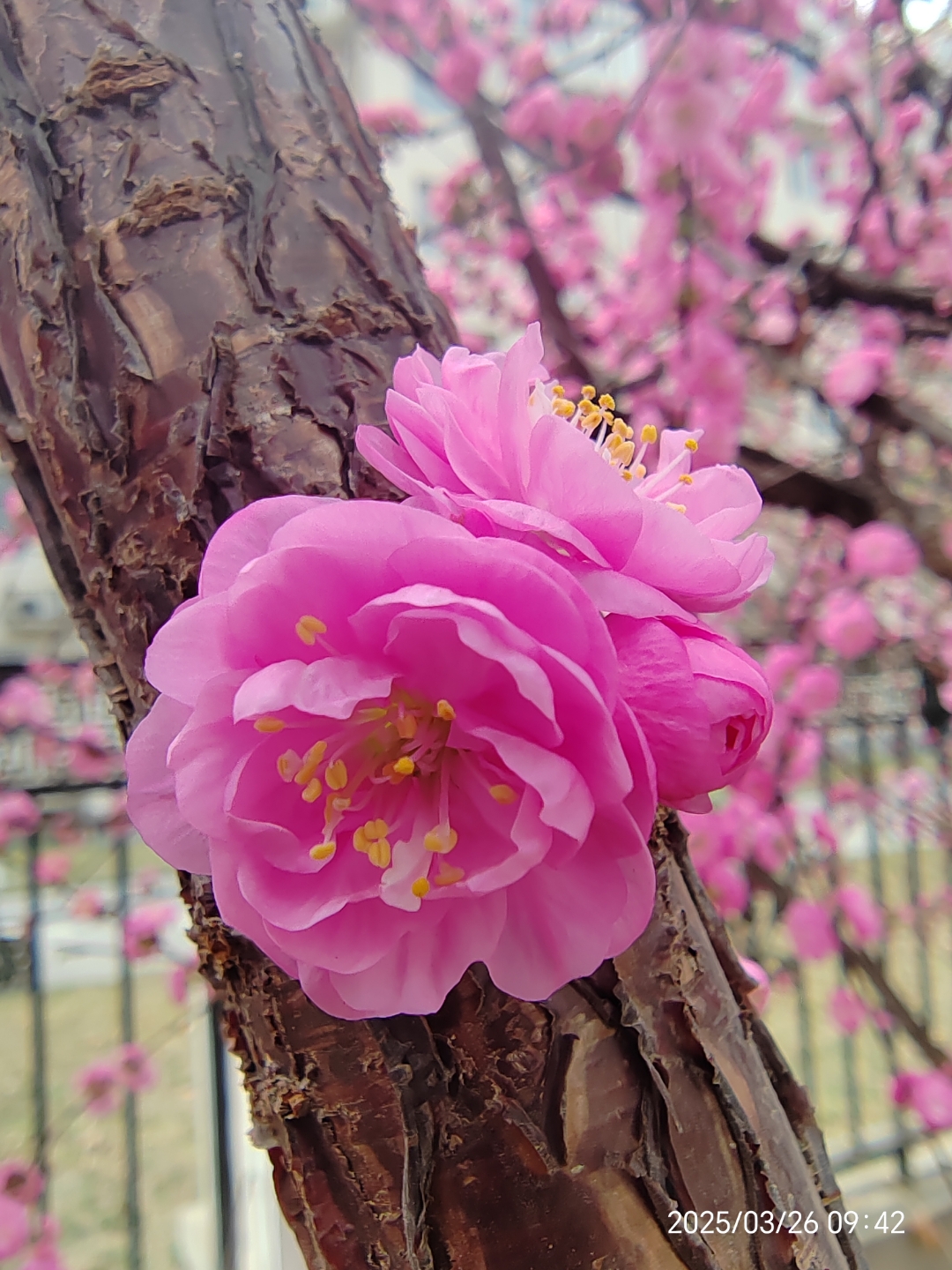 每朵花开的都那么精致.一朵独秀,成串精致四方