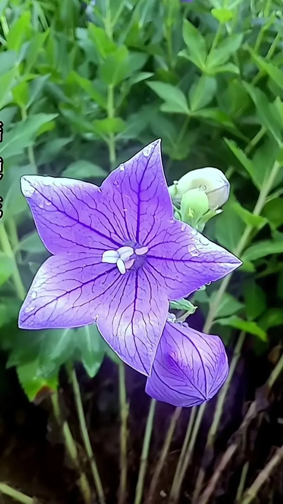 好漂亮的紫色花朵,这是什么花儿?清新淡雅简单漂亮.