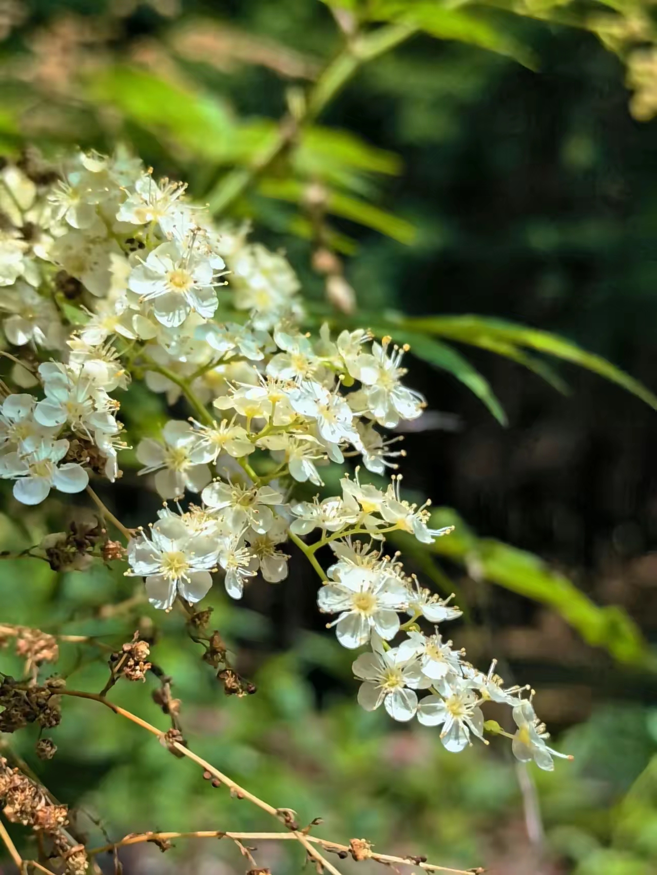 白色的珍珠梅,花开成串儿!