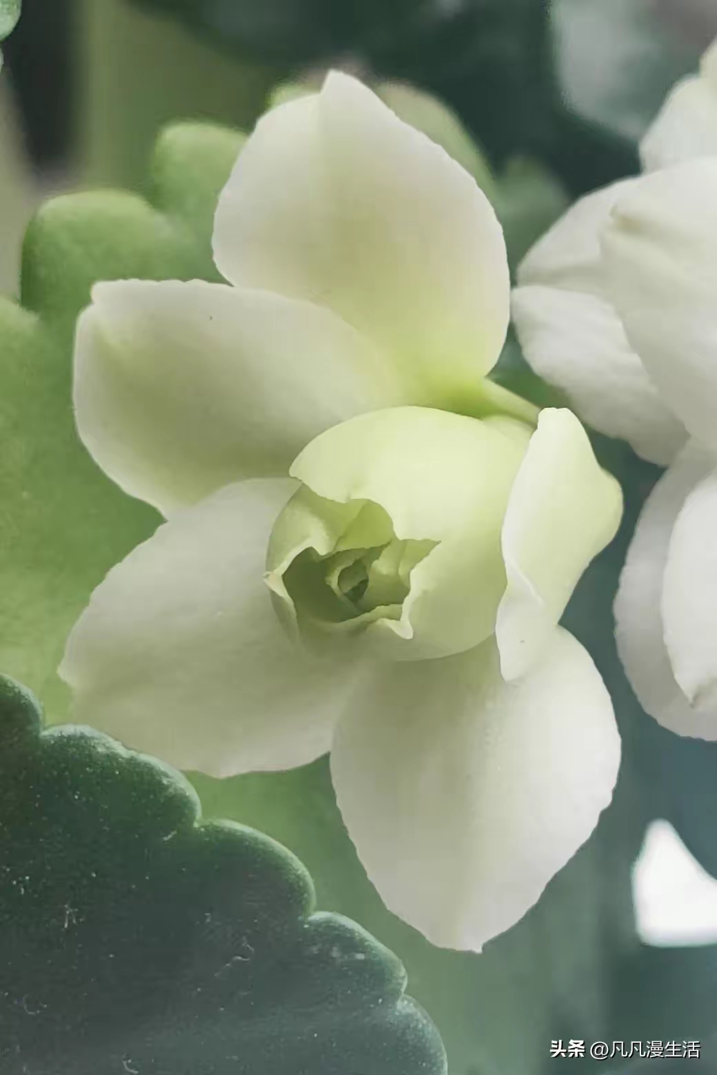 漂亮的长寿花绿巴黎图片!