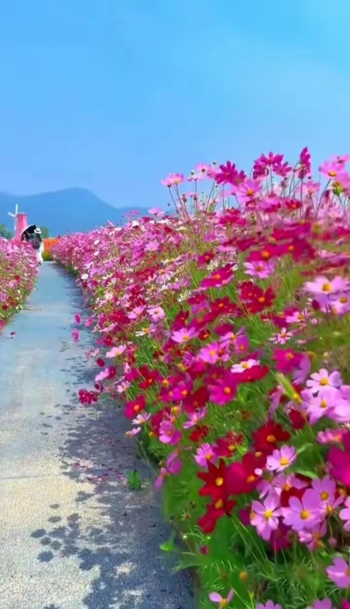 漂亮的格桑花图片 花开成片 走过粉色的浪漫