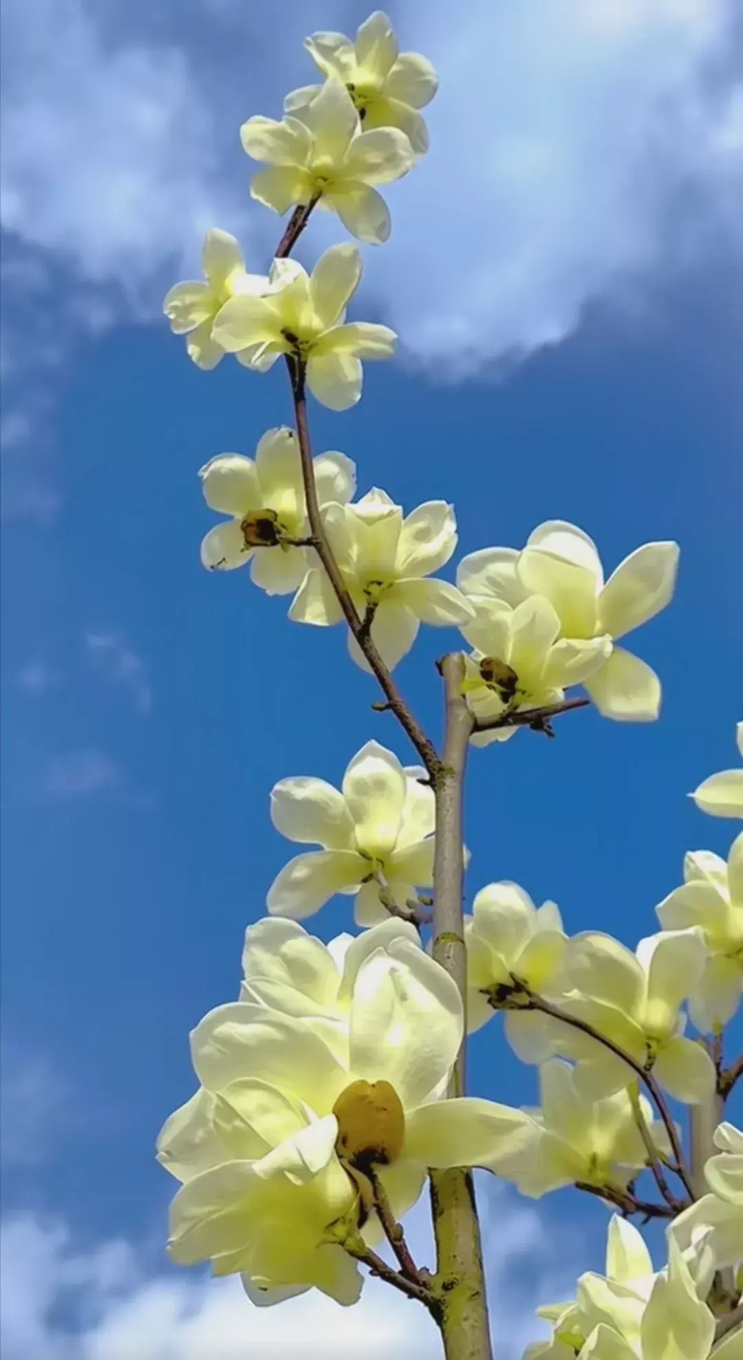玉兰花唯美的状态,看了既养眼又静心.