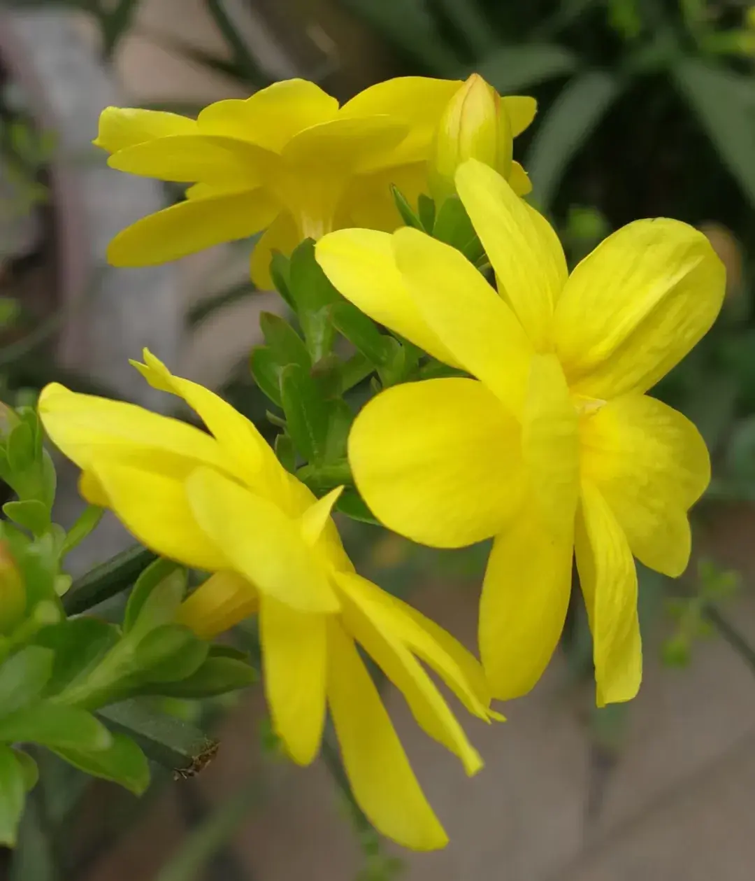 小小的迎春花,蛋黄色太诱人了.