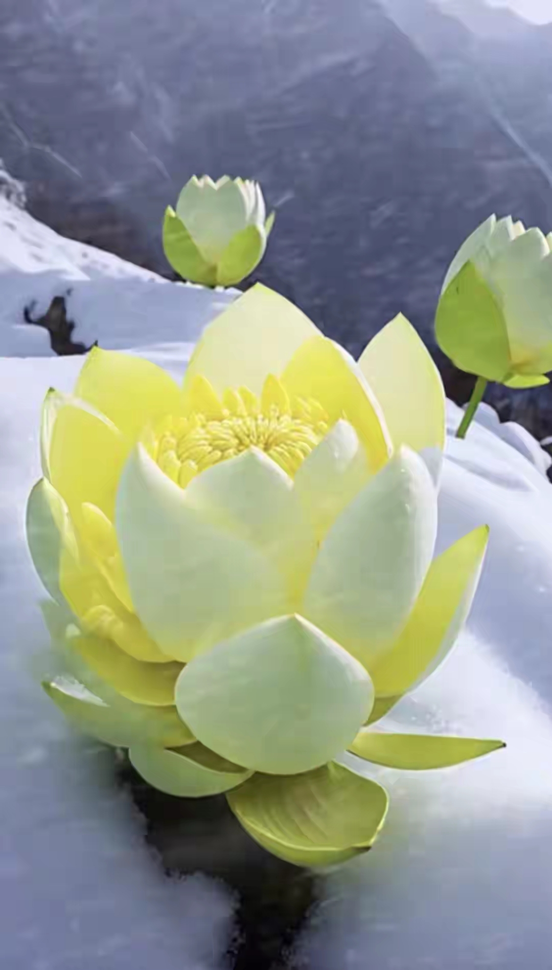 山里的雪莲花图片!