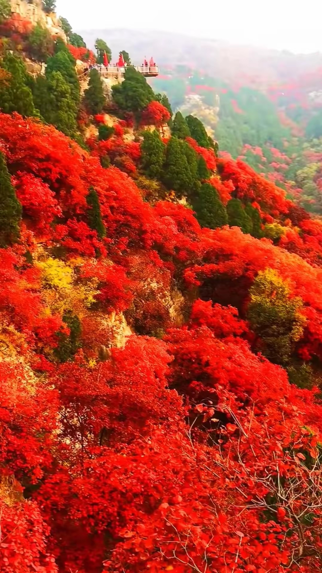 满山枫叶红了的图片图片