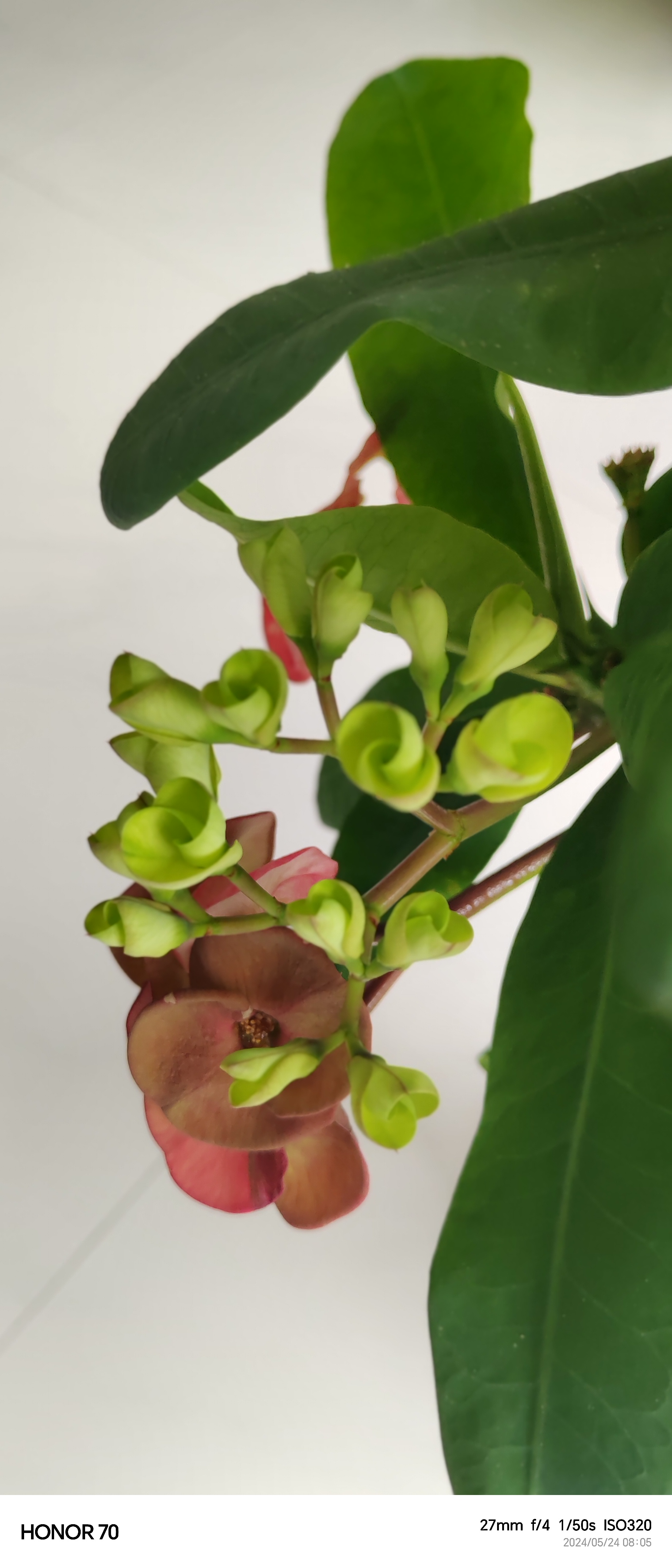 大花朵的虎刺梅一年四季都在开花!忒好养!