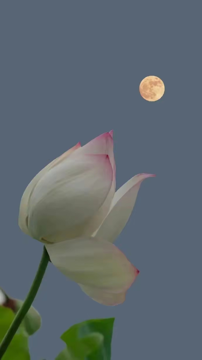 月光下的莲花,静谧而美好.