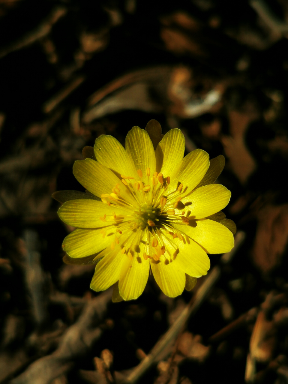 冰凌花,学名叫做侧金盏花,是一种多年生林下植物,在我国的东北地区