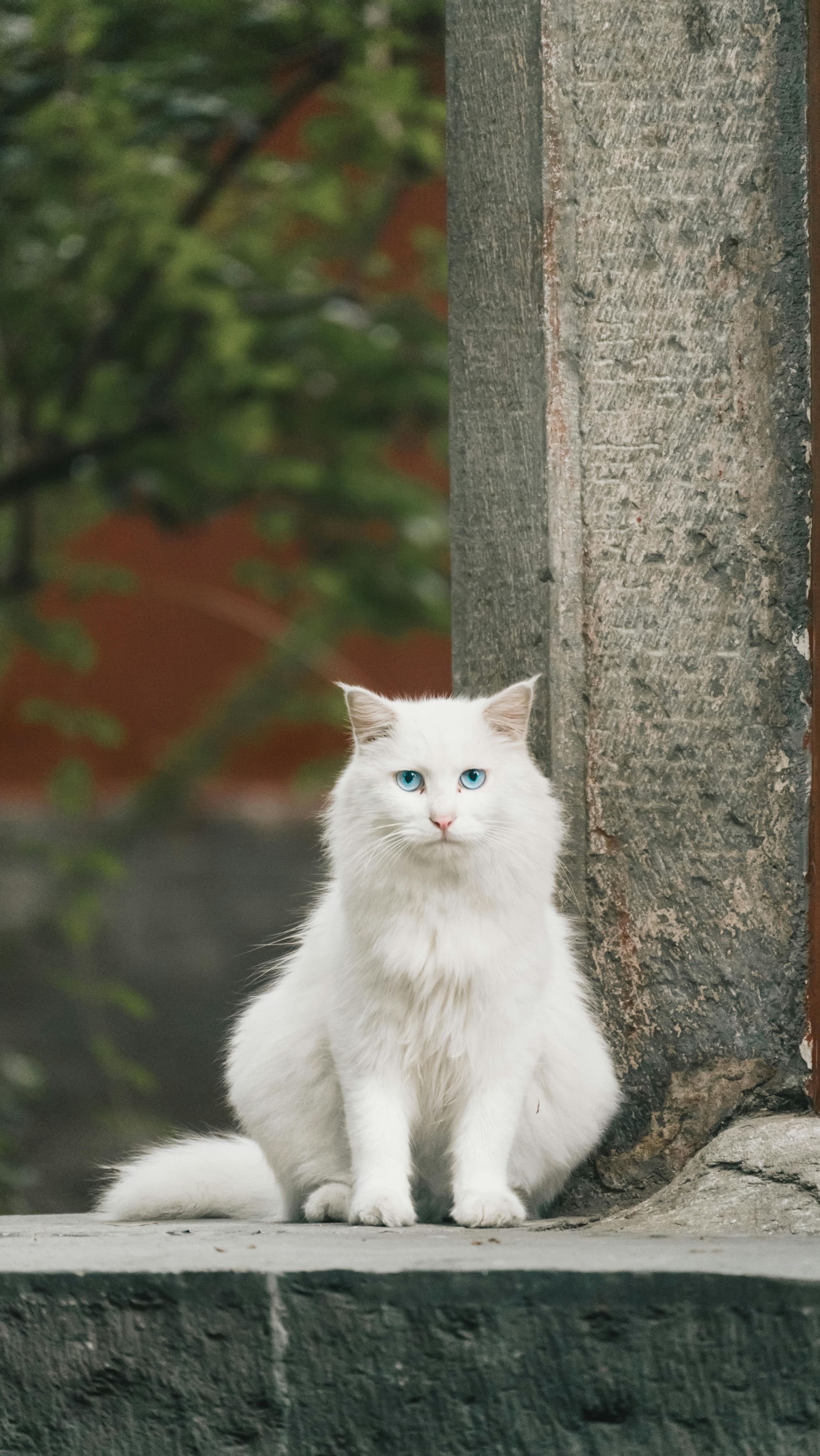 偶遇一只鸳鸯眼的白色的猫.大多都白色的猫都是异瞳的吗?