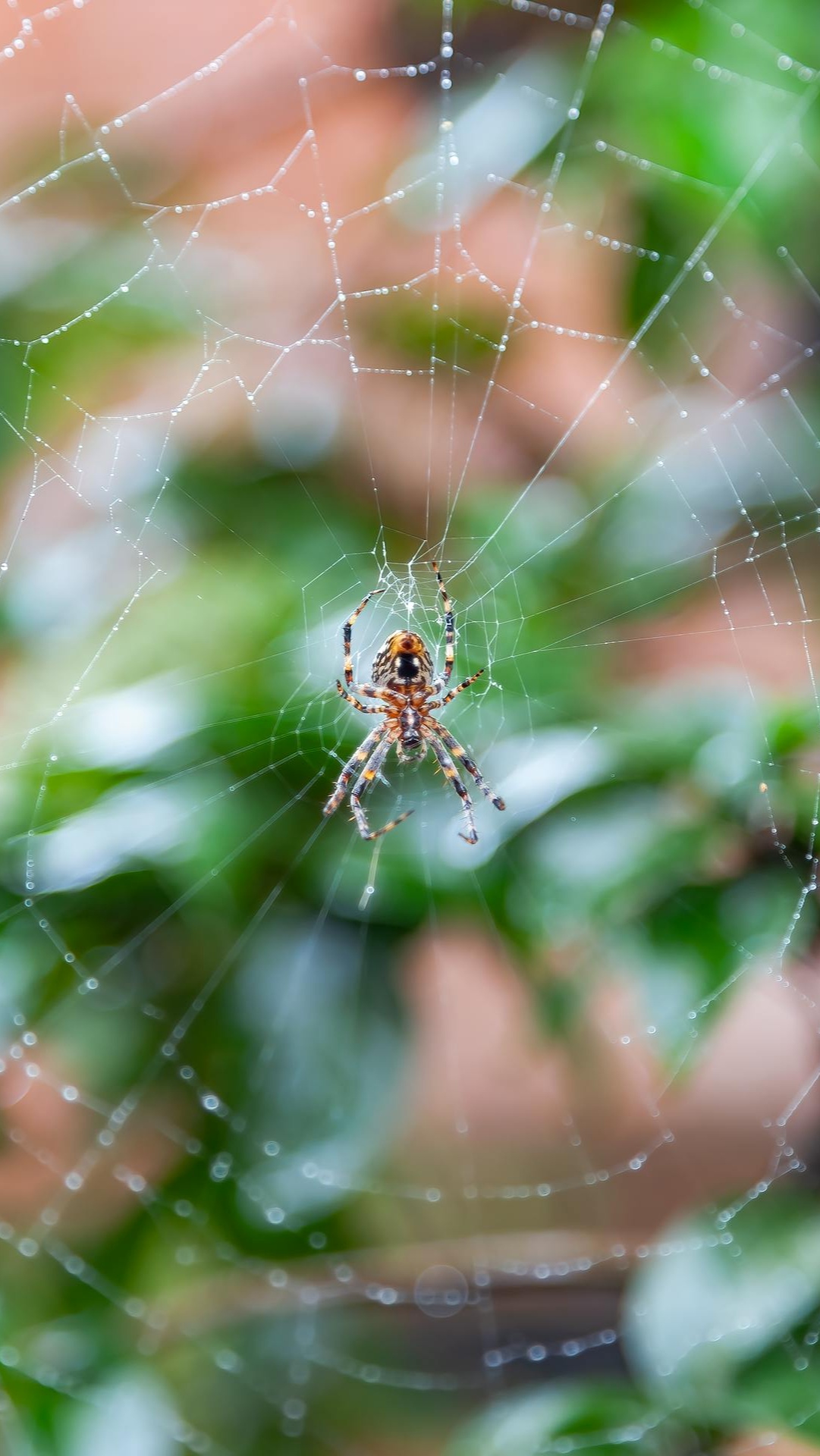 在微距镜头下,我们可以看到微距蜘蛛的身体结构是多么精妙.
