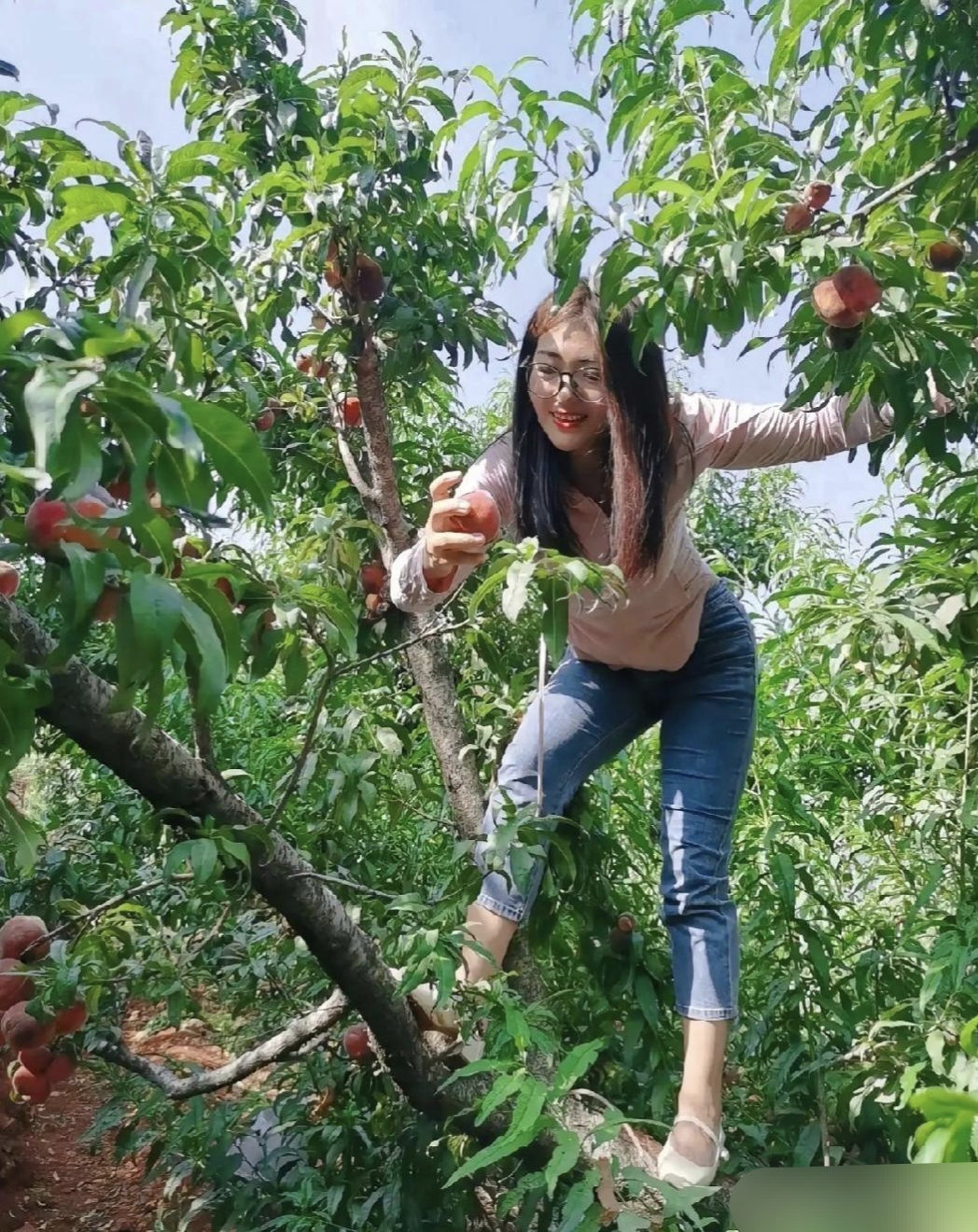 哇,果园里的桃子好诱人啊!