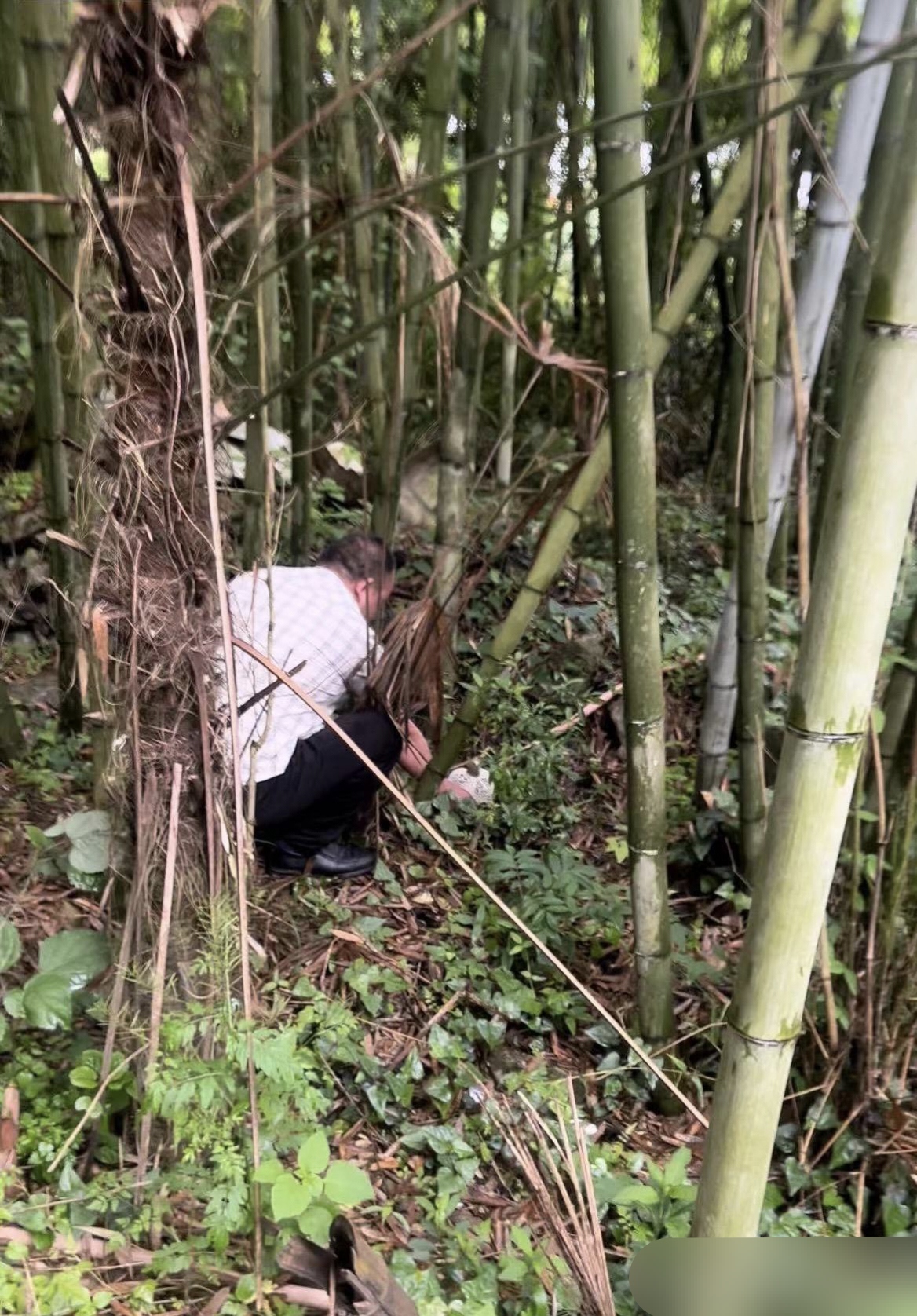 竹子高耸挺拔,绿意盎然,却又带着几分沧桑,枯黄的顶端诉说着岁月的