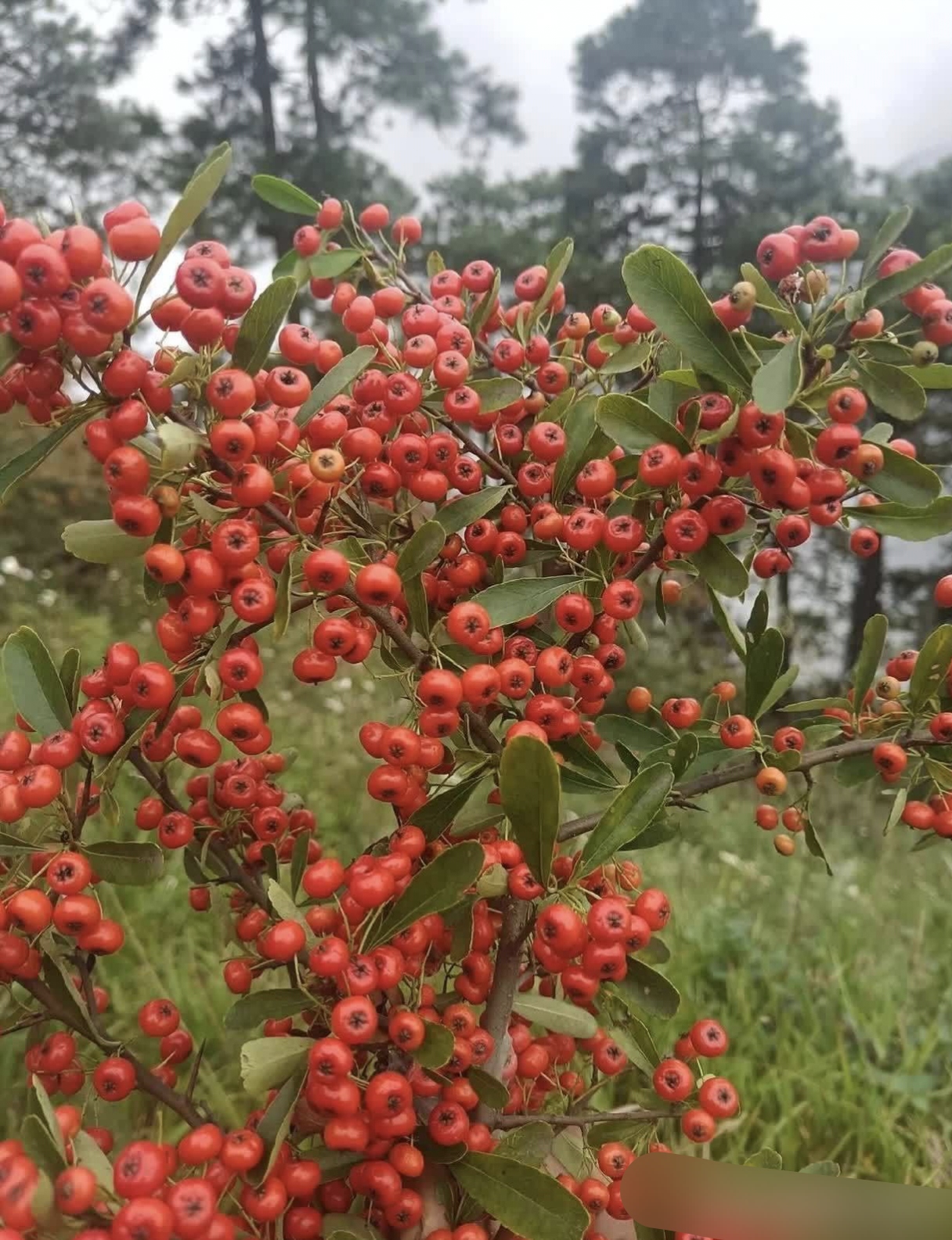 红绿间错图片