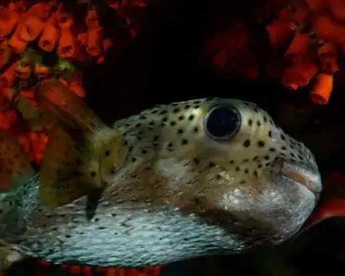 佛山最近就请来了5200条这样的灭蚊特种兵,专门收拾那些嗡嗡叫个不停