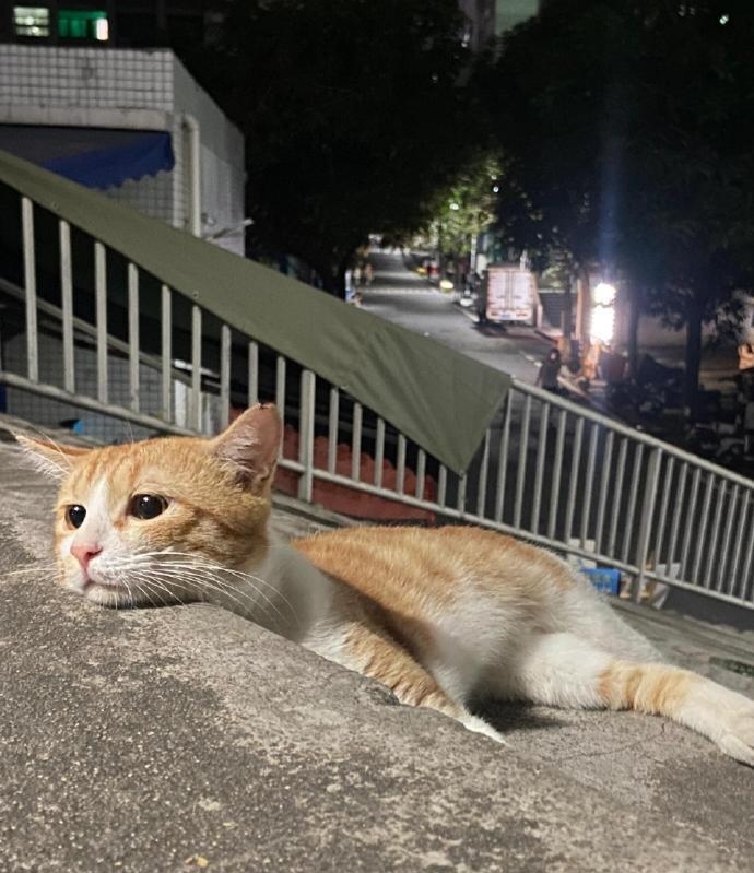 深夜巷子里的猫图片