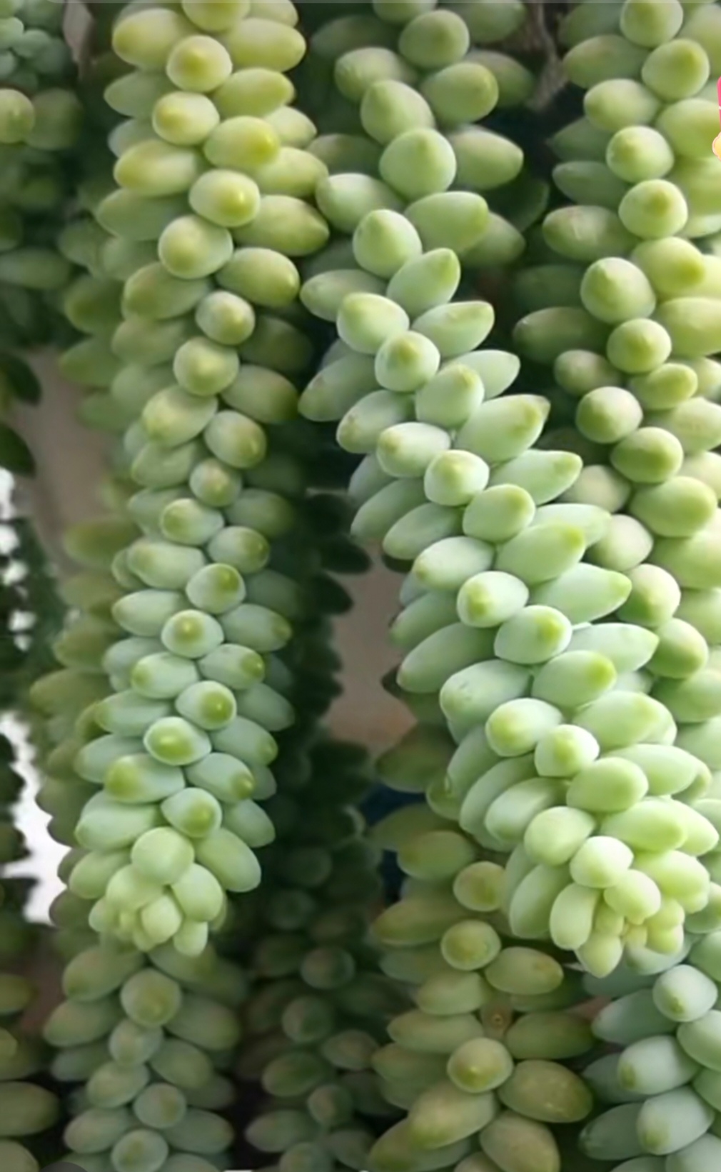 多肉植物玉坠开花了.春天买了盆多肉植物玉坠,它是很少开花的.