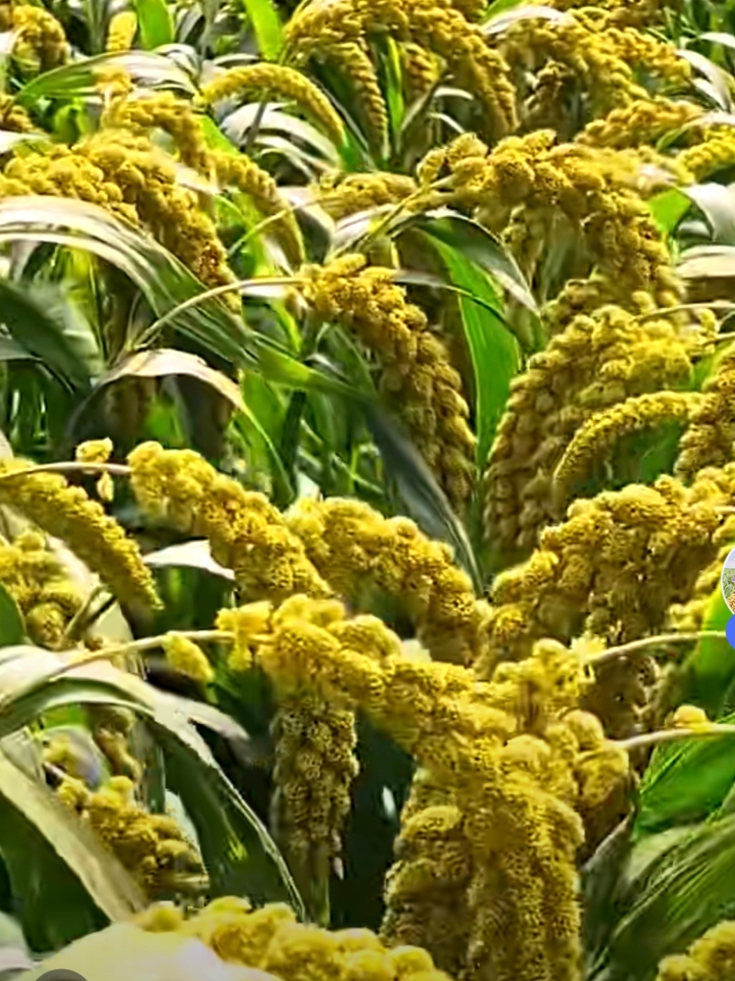 个个谷穗沉甸甸的大而粒粒保满成实.一片丰收的喜人景象.