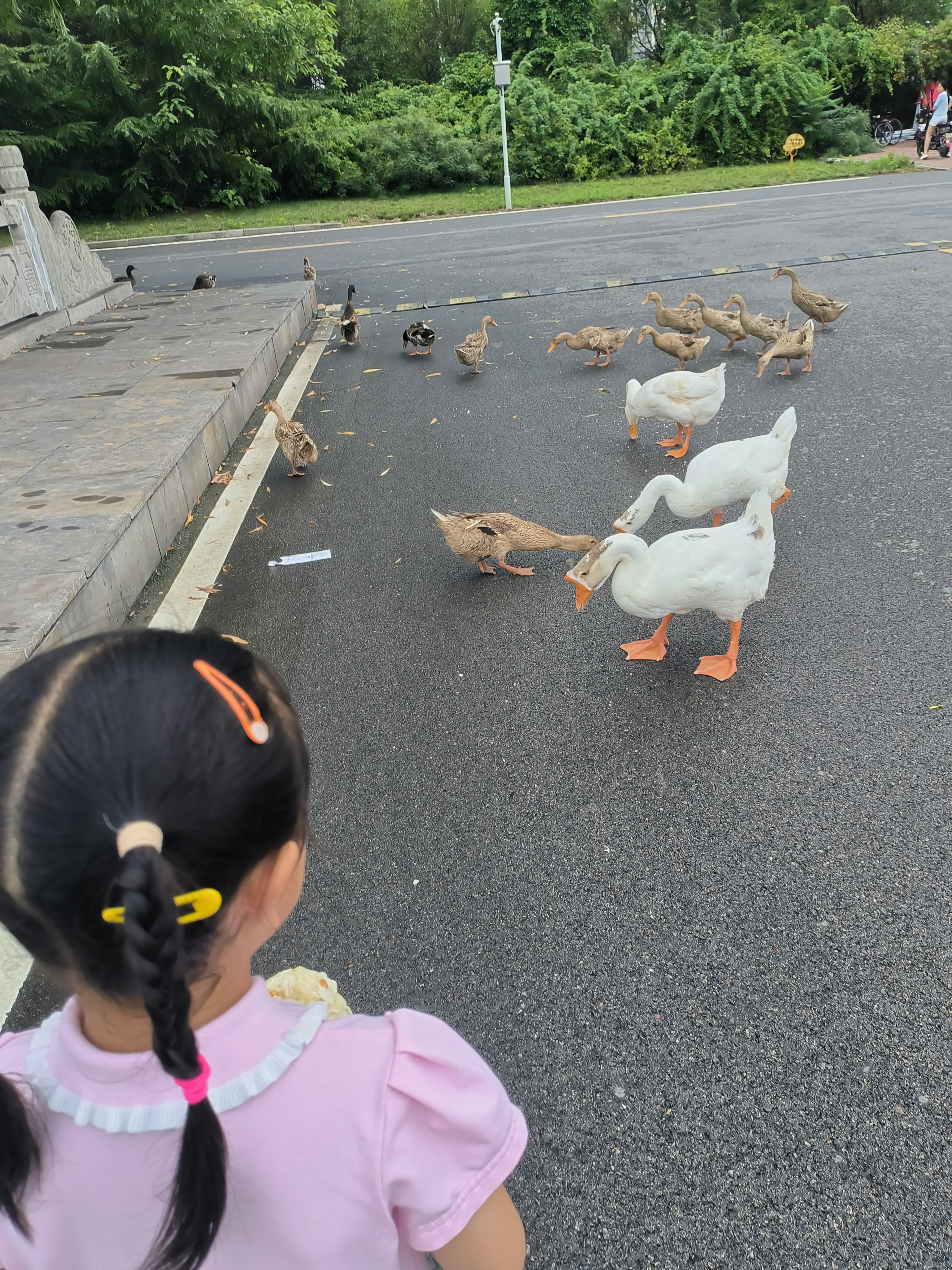 鹅踩鸭子身上图片