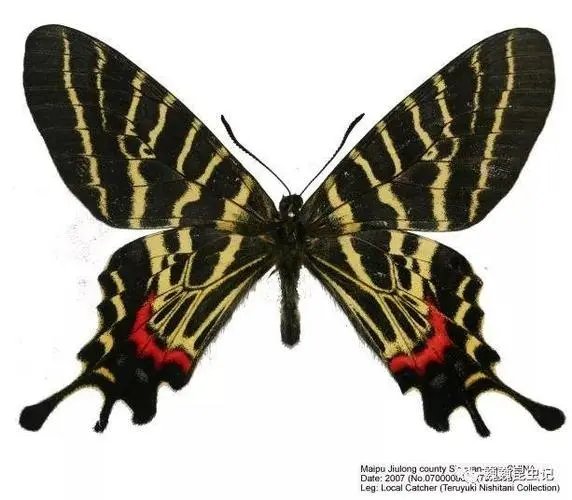 双尾褐凤蝶,皇蛾阴阳蝶,蝴蝶中最稀有的品种.