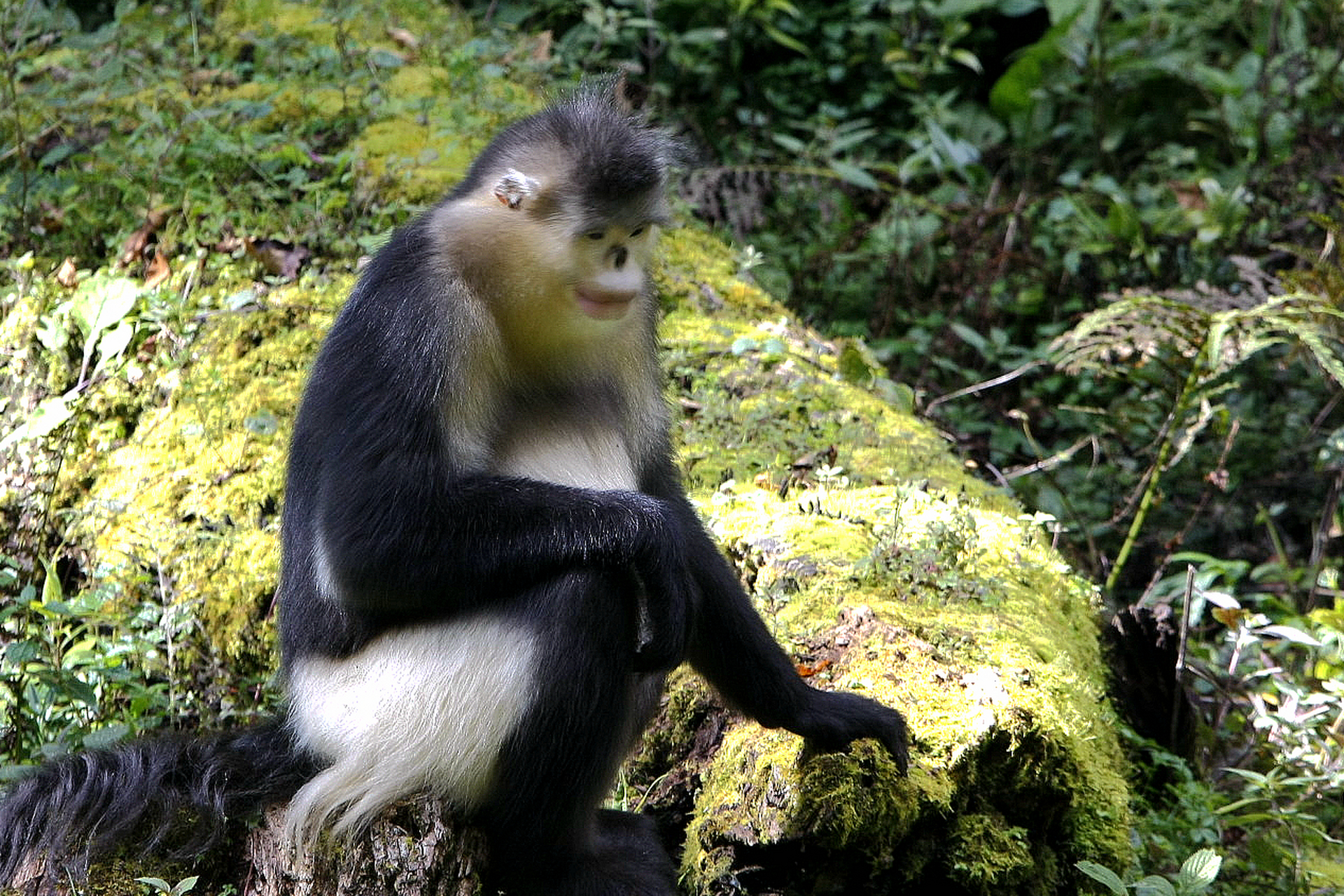 滇金丝猴,又称雪猴,生活于美丽的云南,是中国特有的珍稀动物.