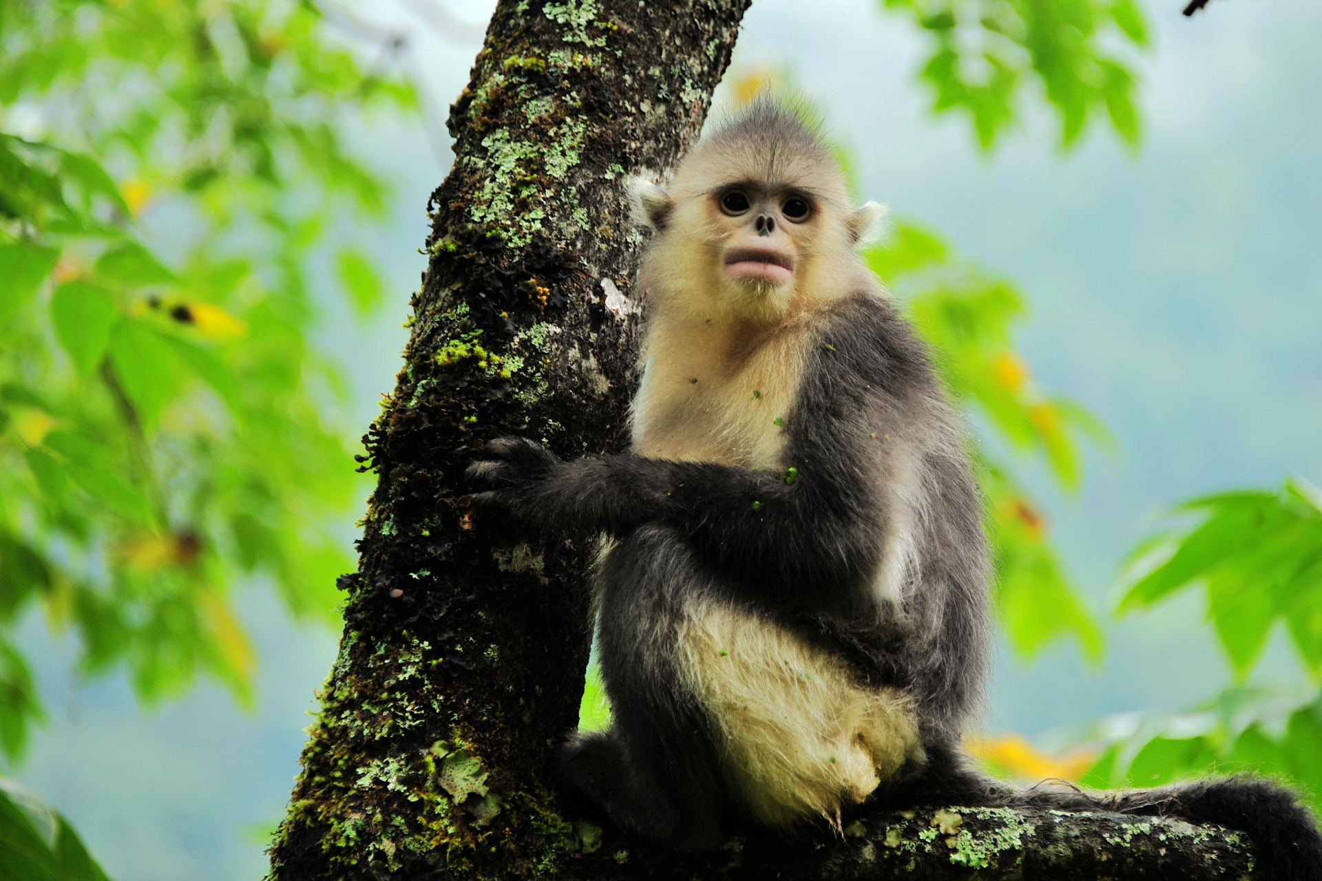云南的24种珍稀动物图片