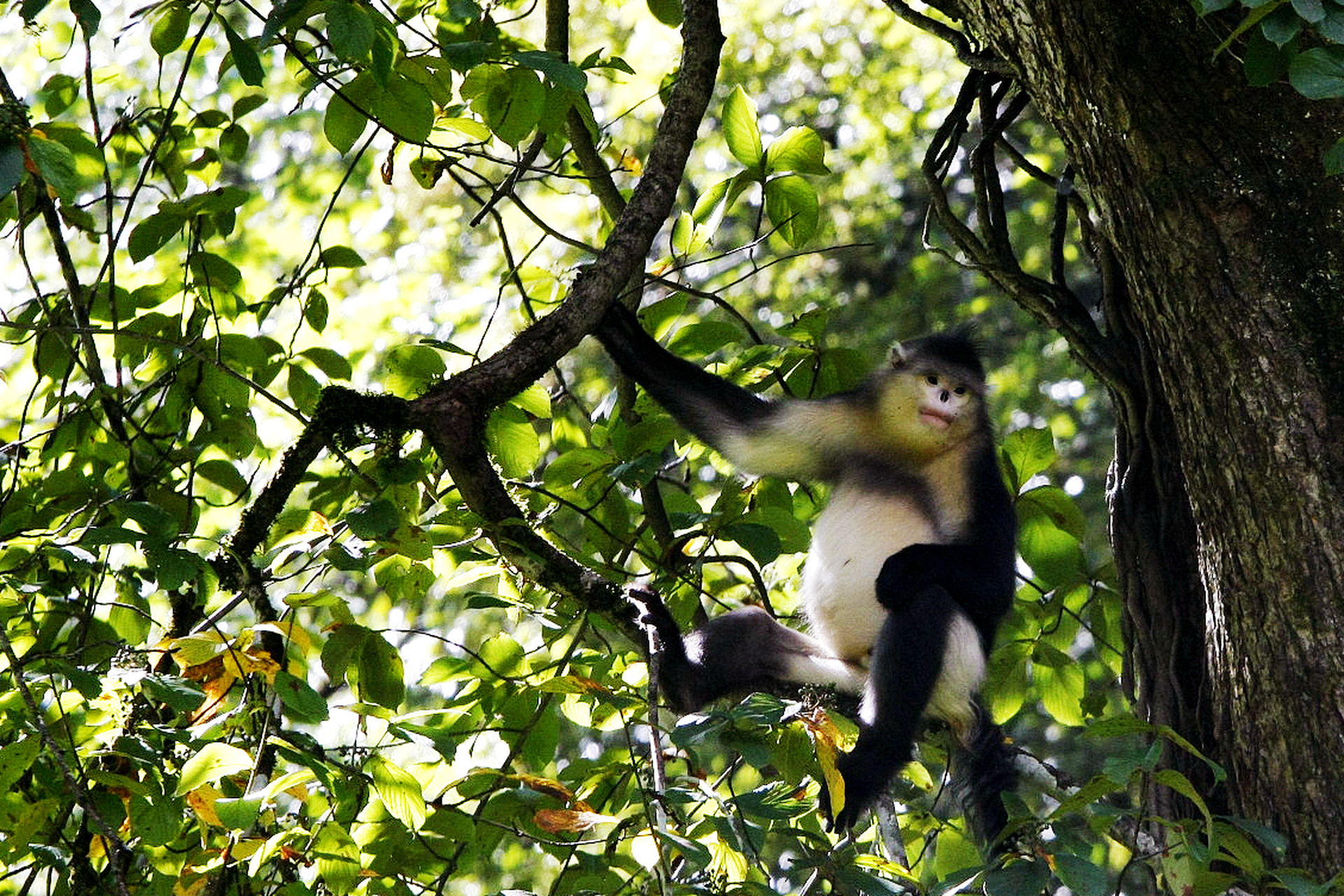 滇金丝猴,又称雪猴,生活于美丽的云南,是中国特有的珍稀动物.