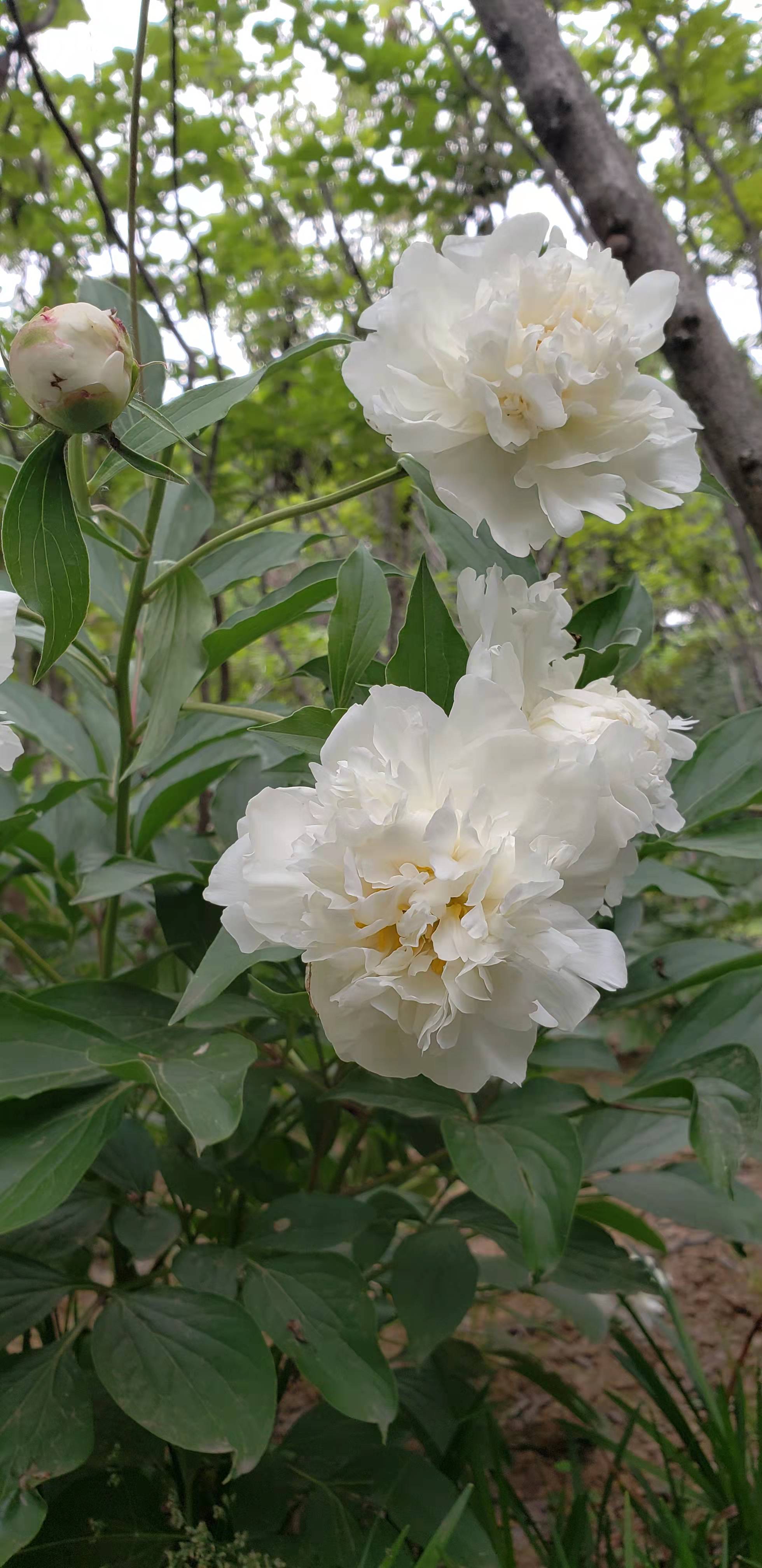 白芍药花语图片