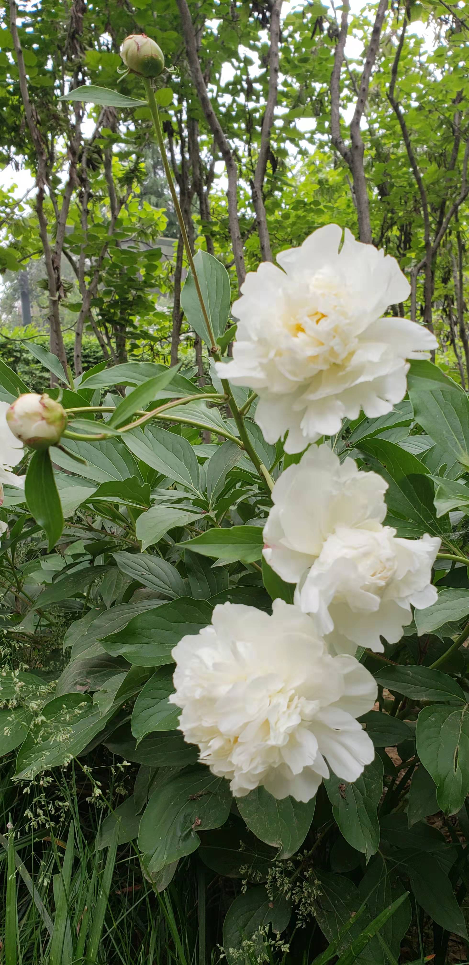 白芍花的样子图片