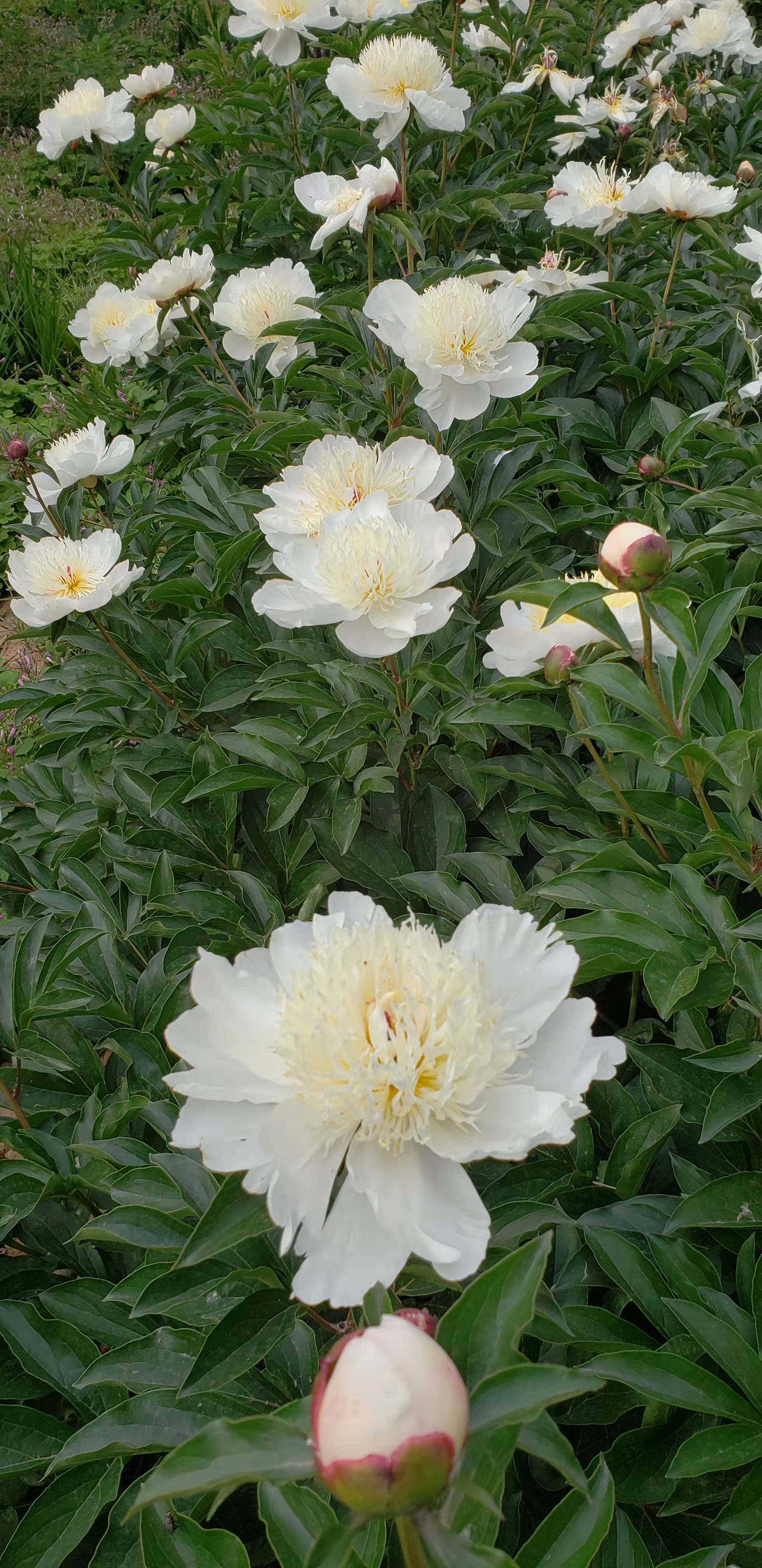 白芍花的样子图片