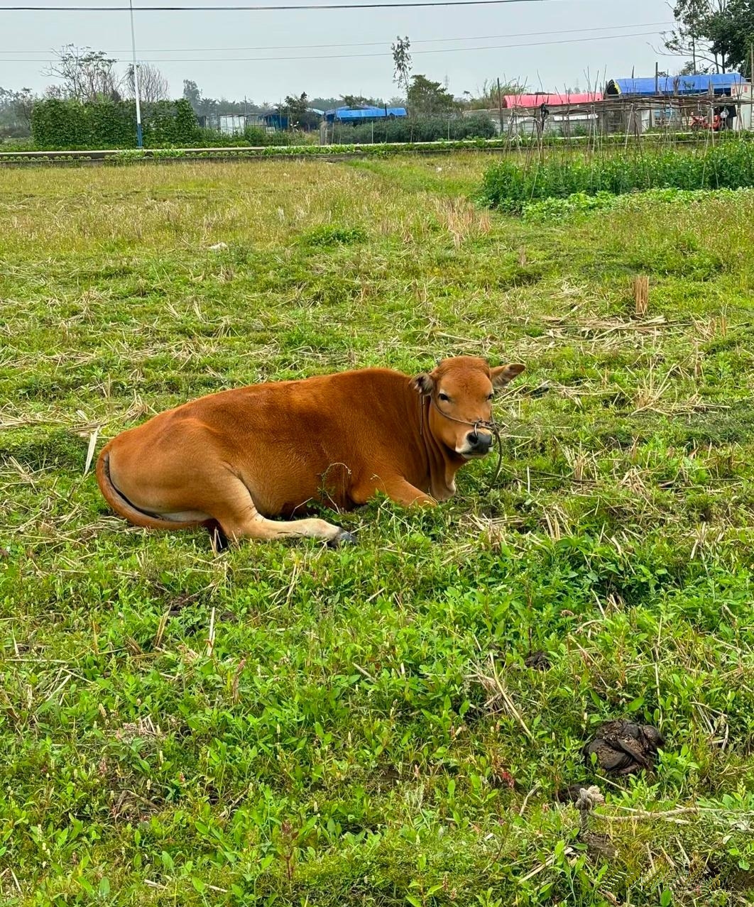 你知道牛是站着睡觉还是卧着睡吗?