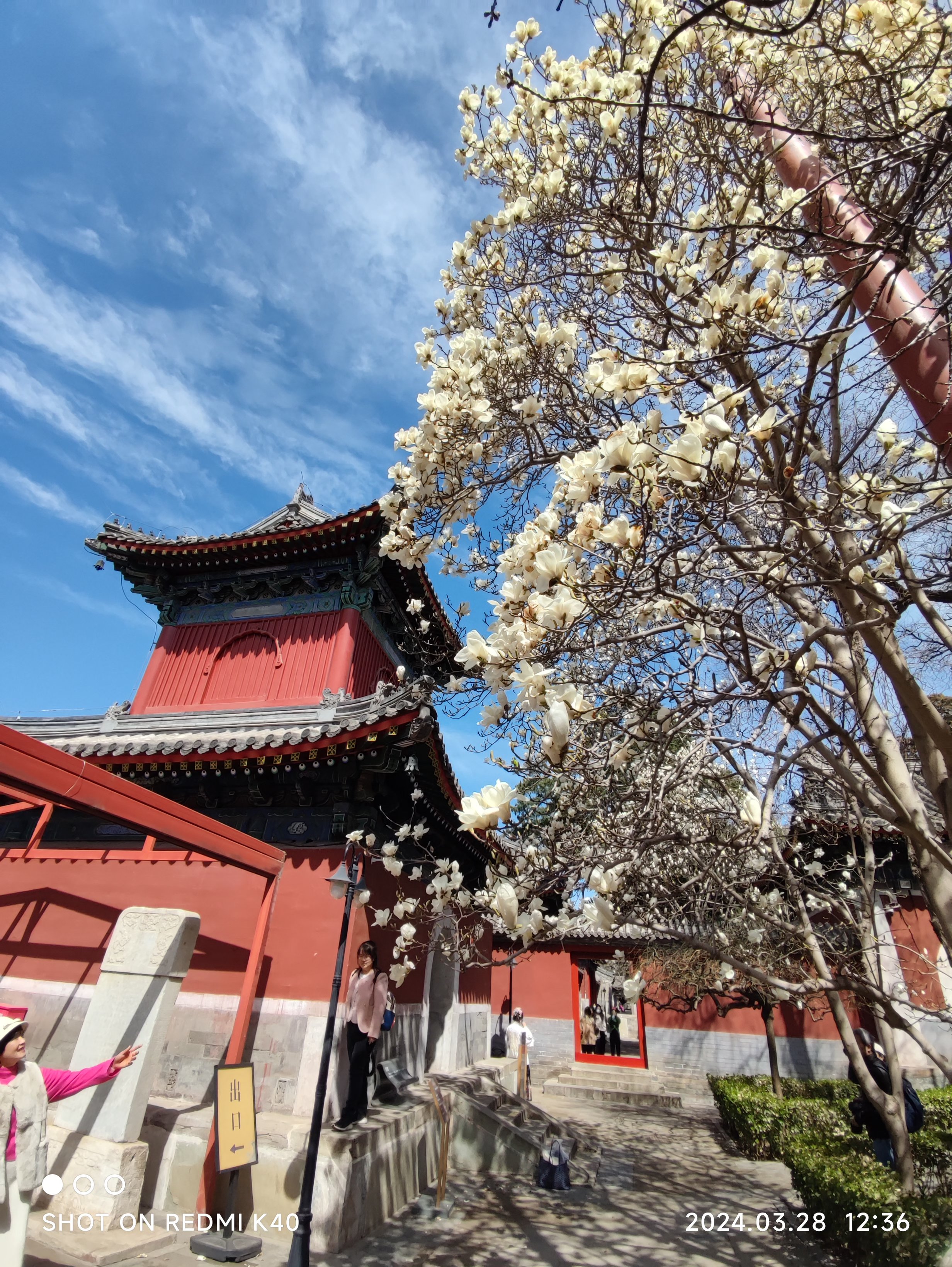 万寿寺里的玉兰花开正当时,引无数相机竞相拍.