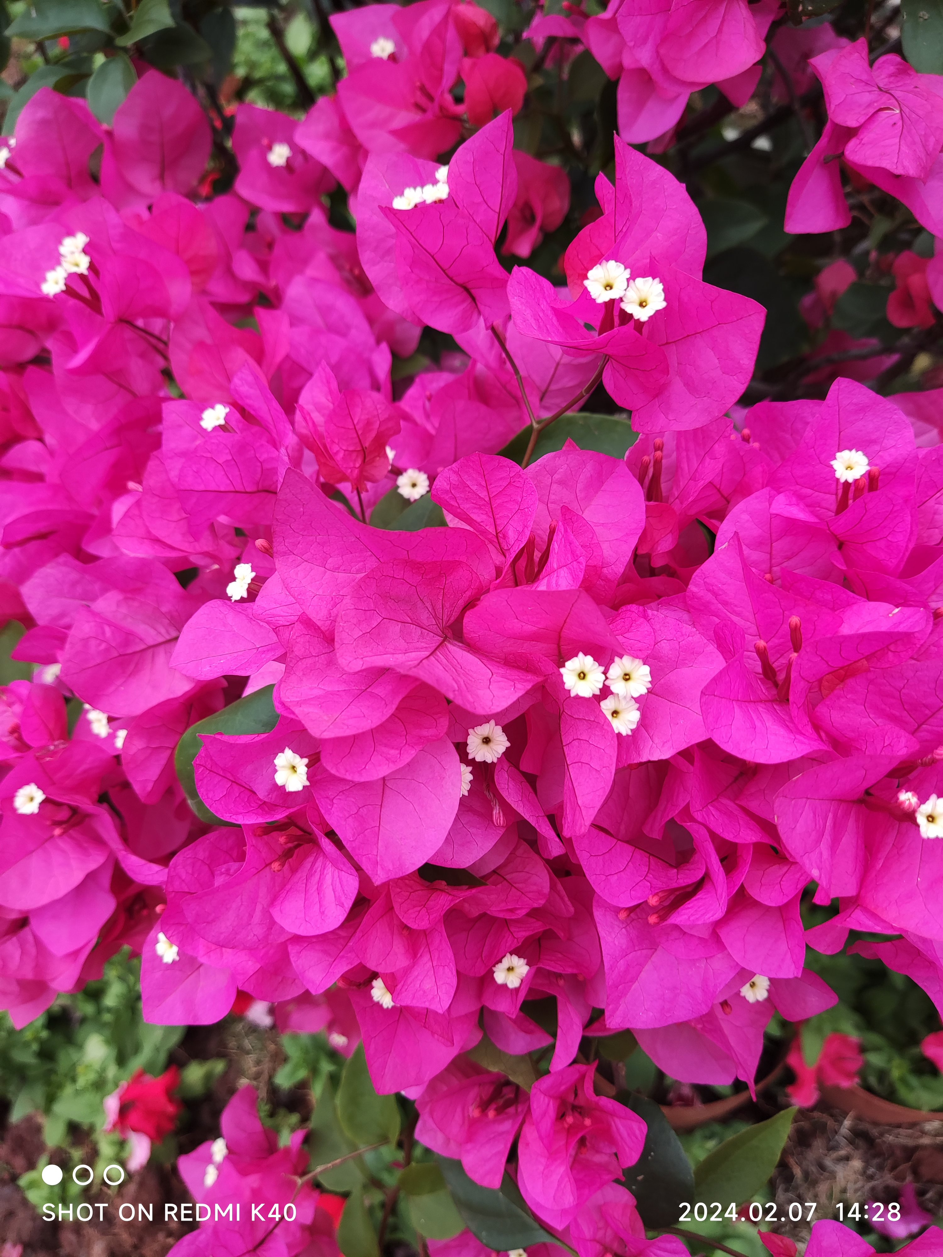 重辦怡景,多种颜色的三角梅.