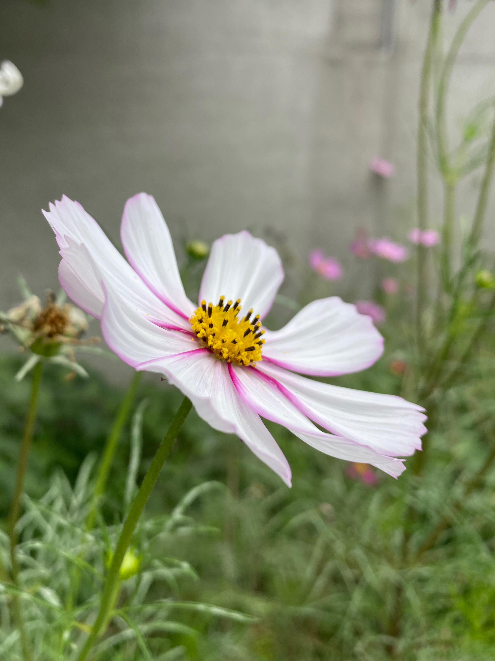 格桑花图片唯美壁纸图片