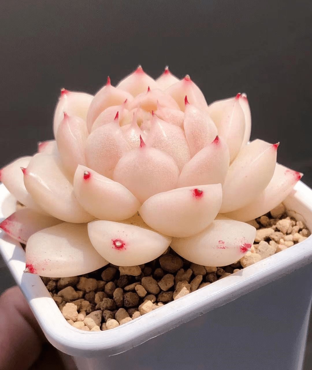 拇指大小的白色花盆里,住着一位粉粉的多肉植物小精灵78.