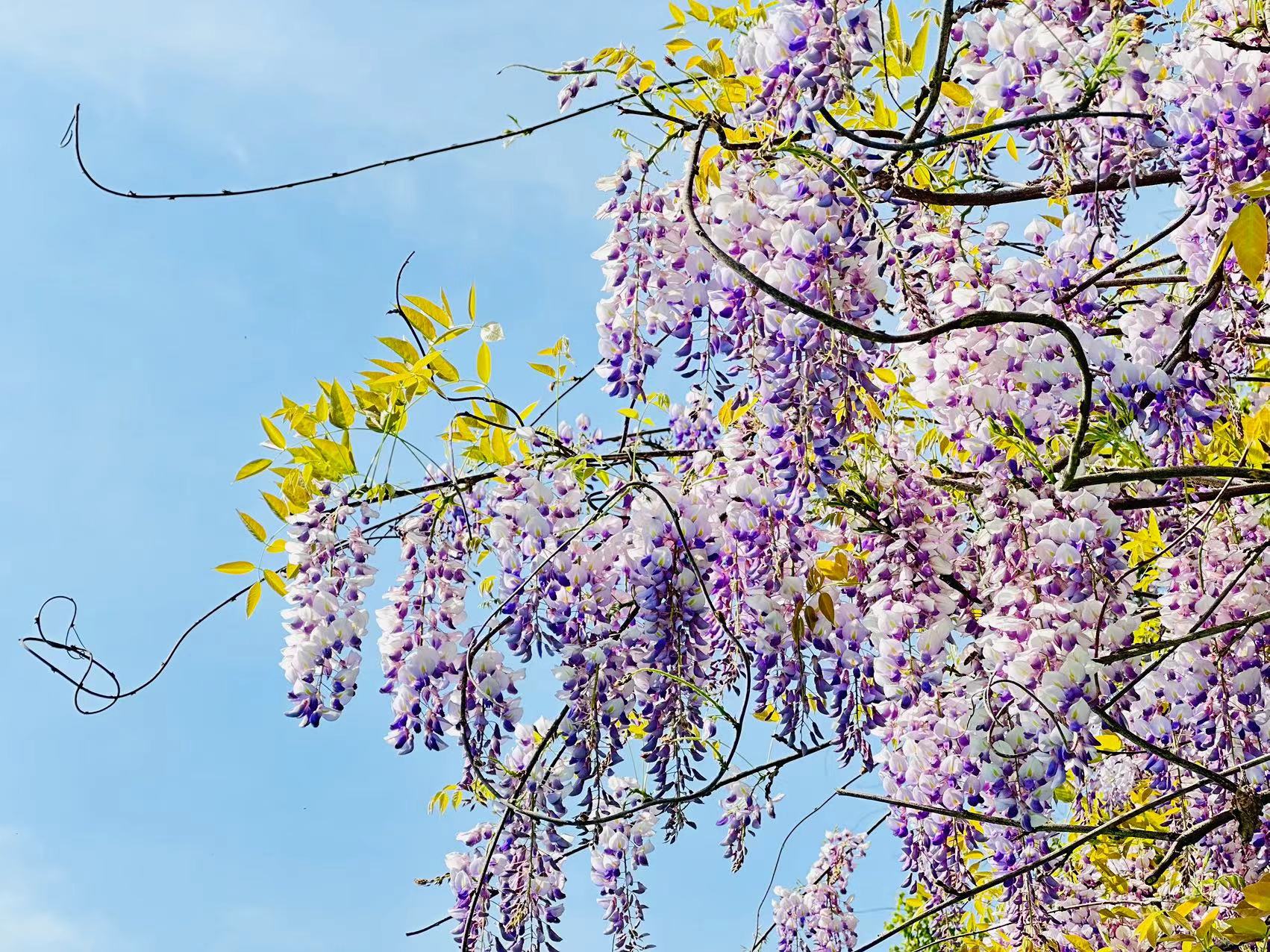 紫藤萝花瓣图片