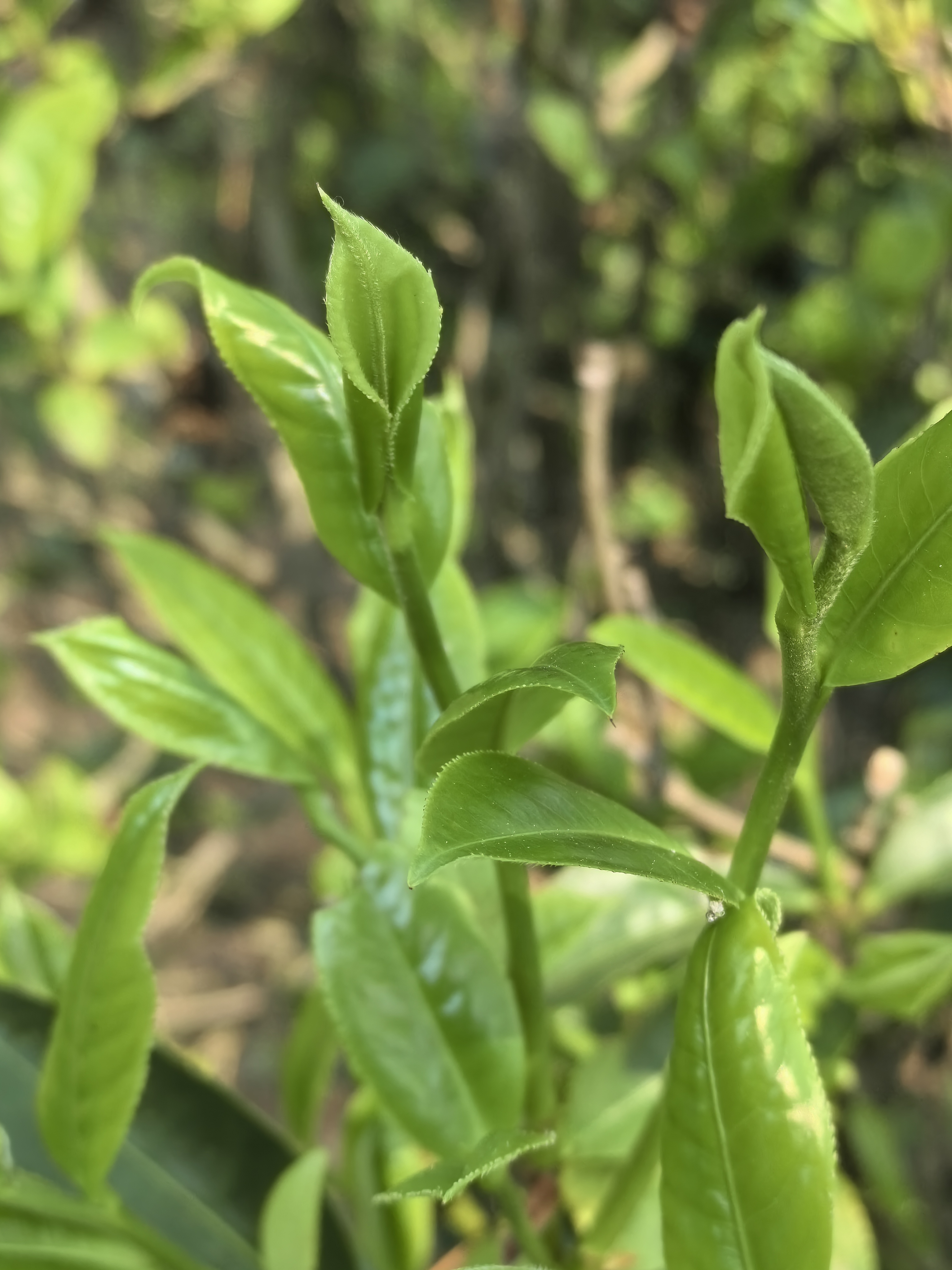 坐在家里喝个下午茶(自家纯手工制作的绿茶):茶叶虽然看着丑了点,但是